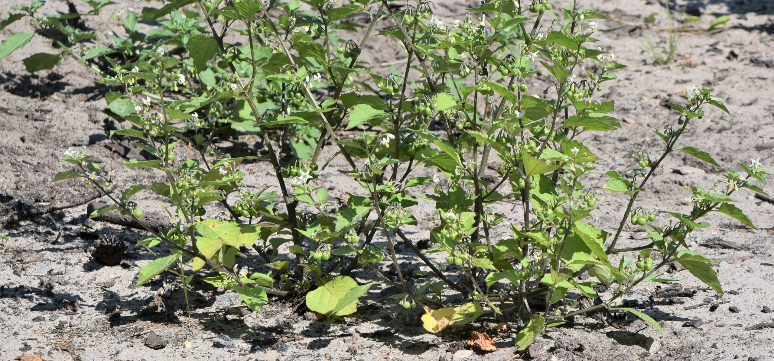 Black Nightshade