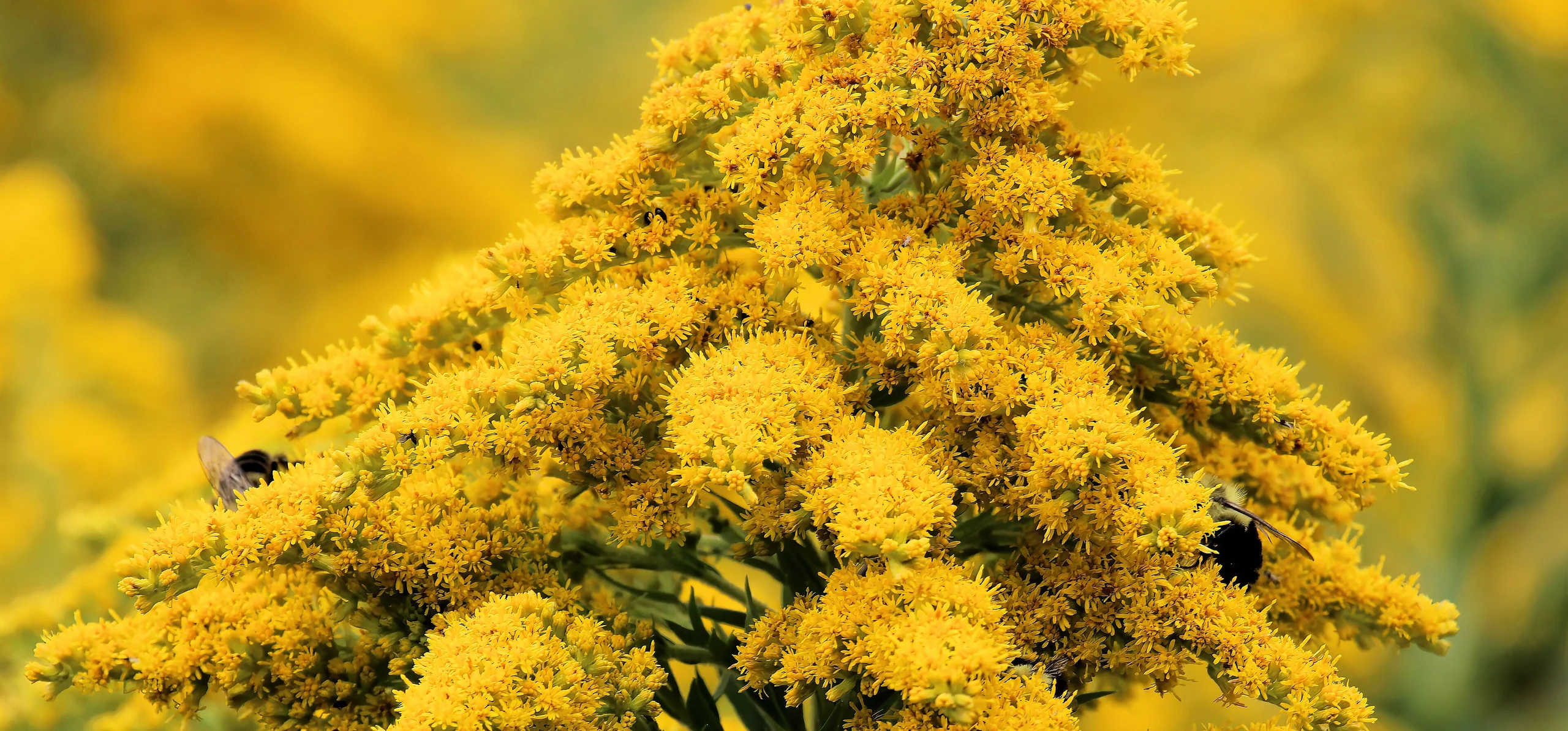 Canada Goldenrod