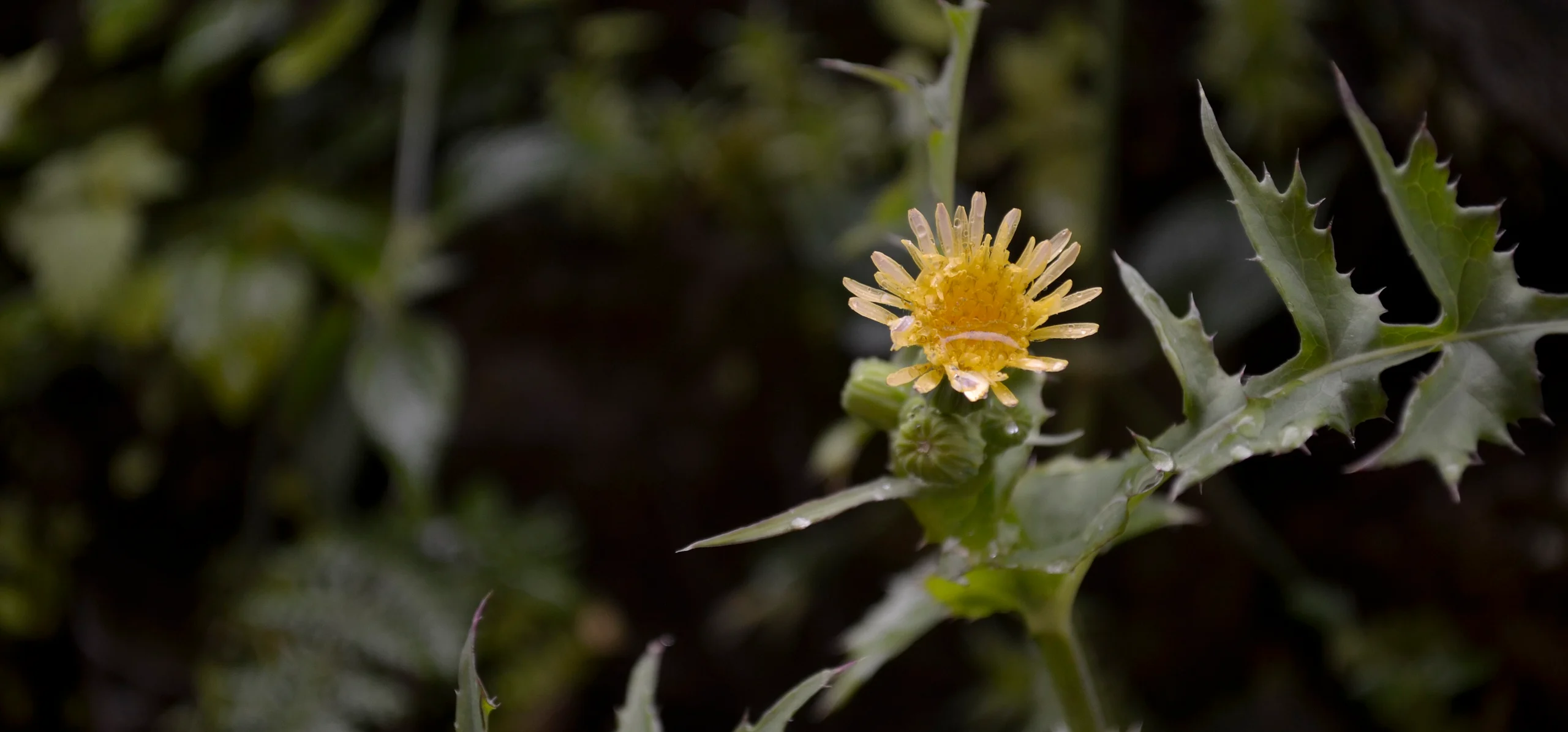 Prickly Sowthistle
