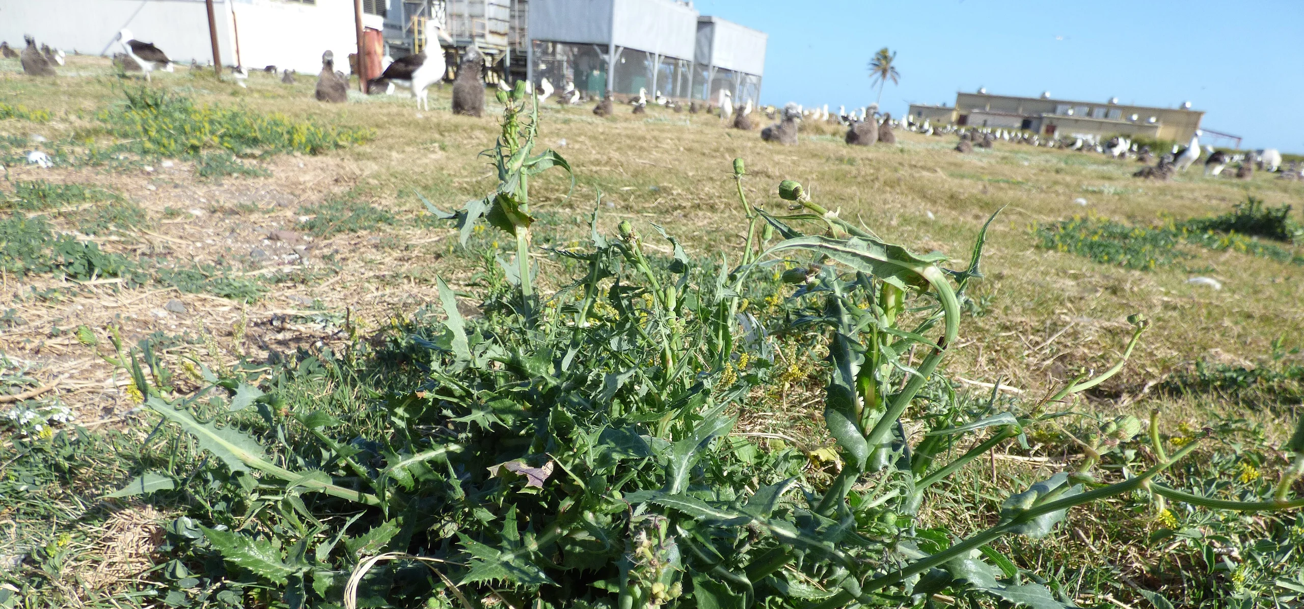 Common Sowthistle