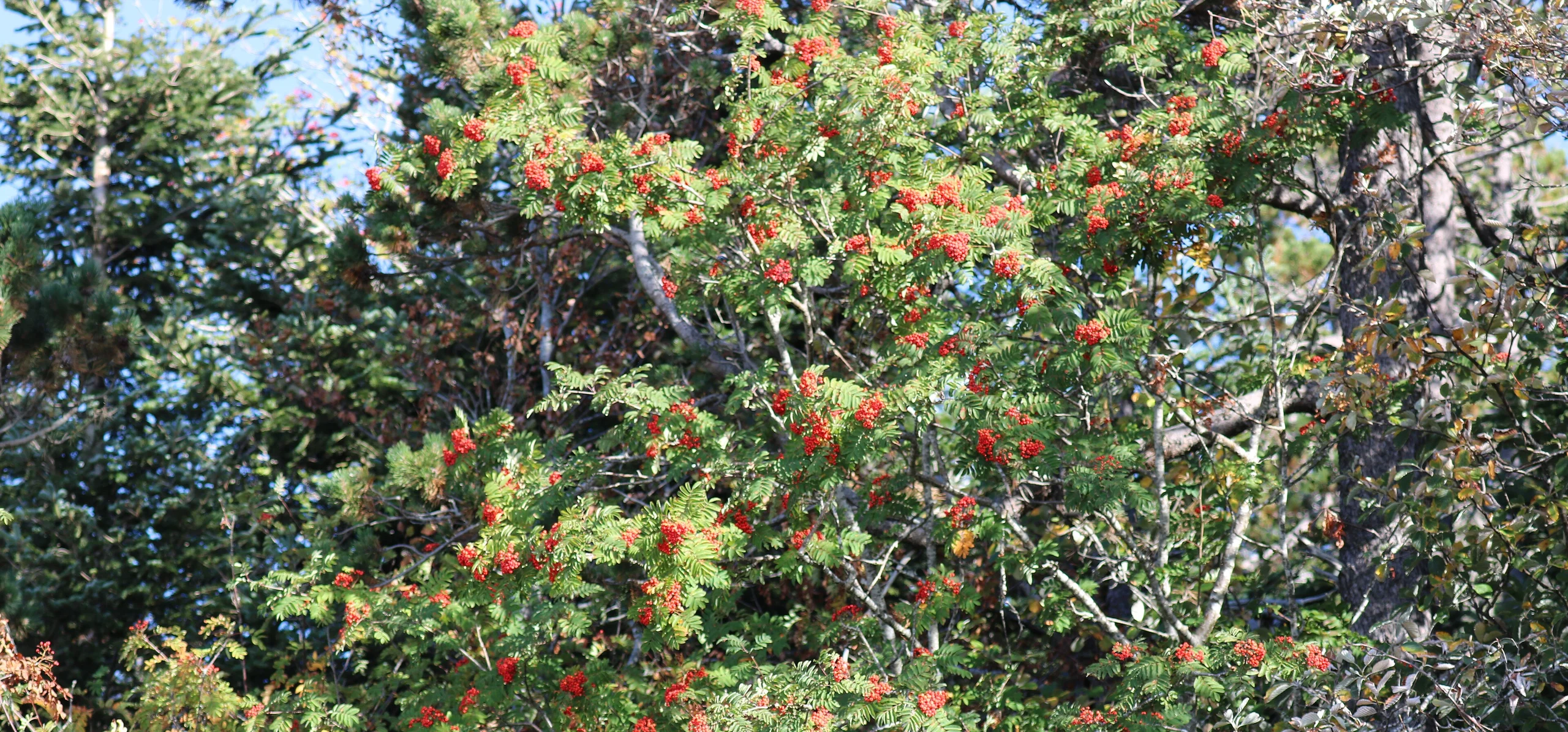 European Rowan