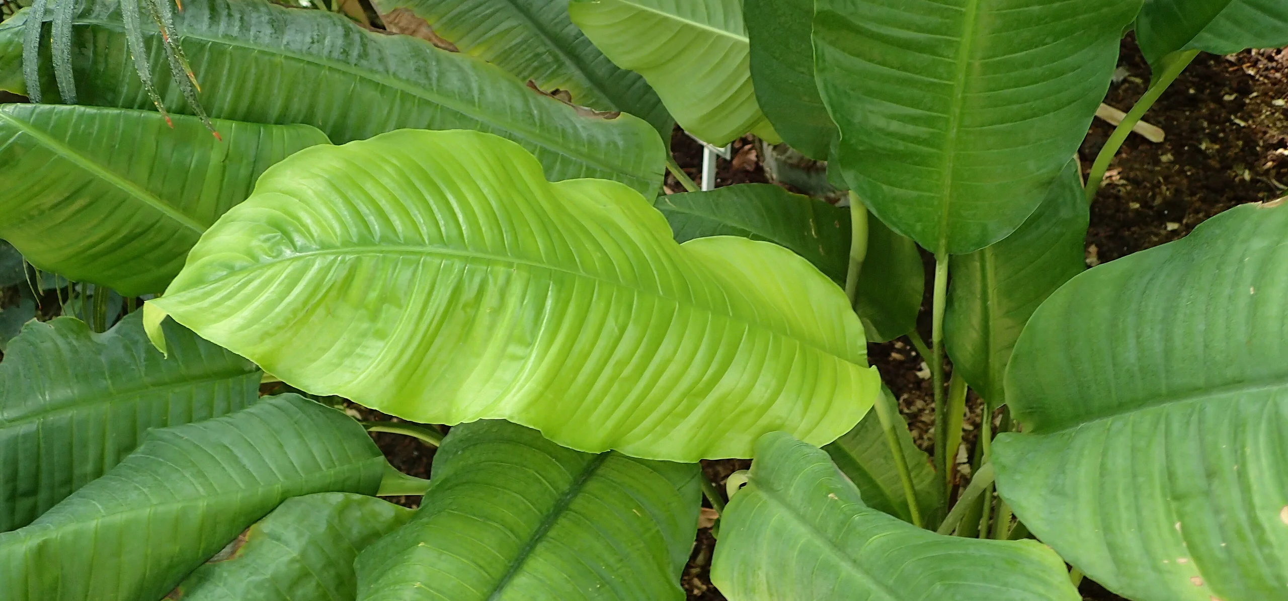 Peace Lily