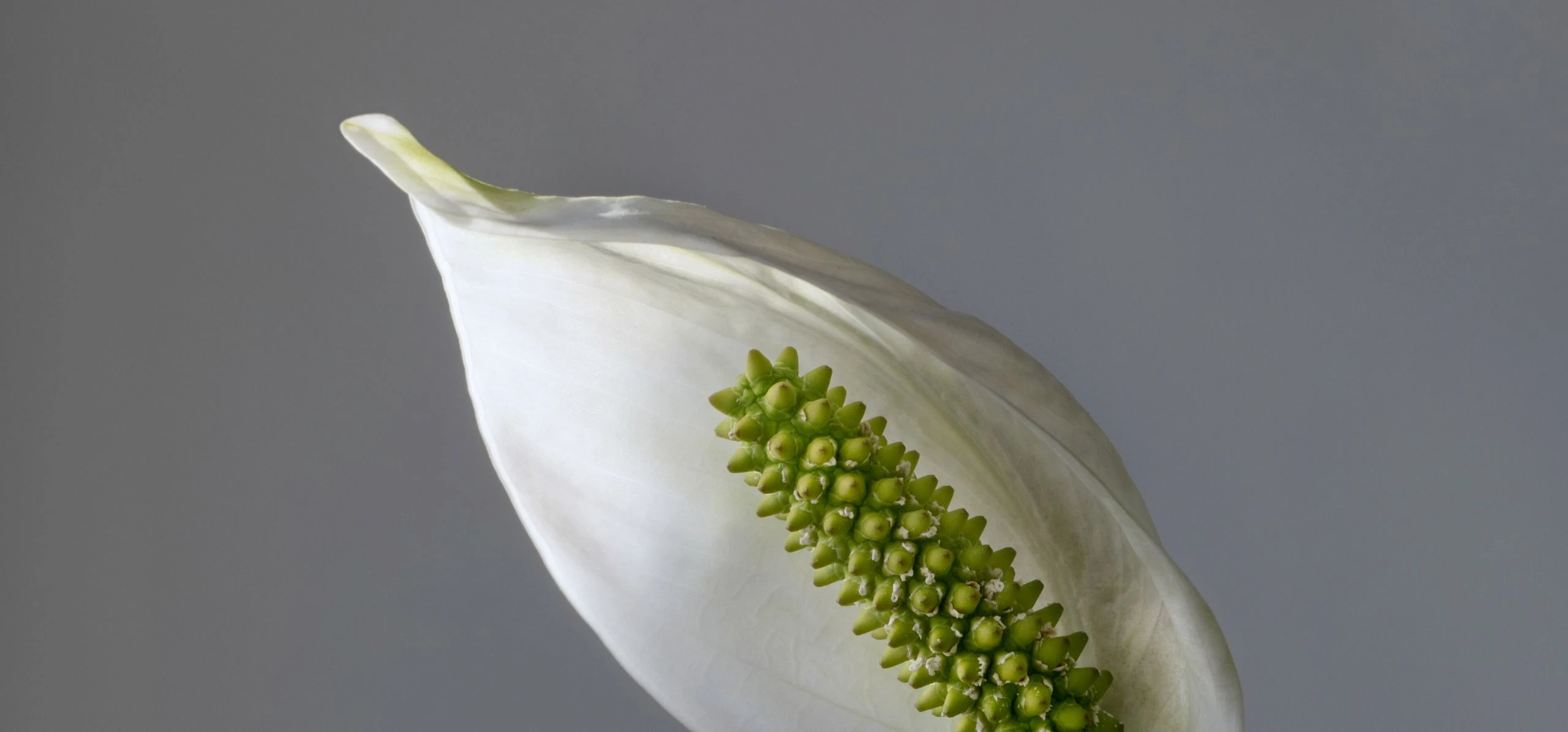 Peace Lily