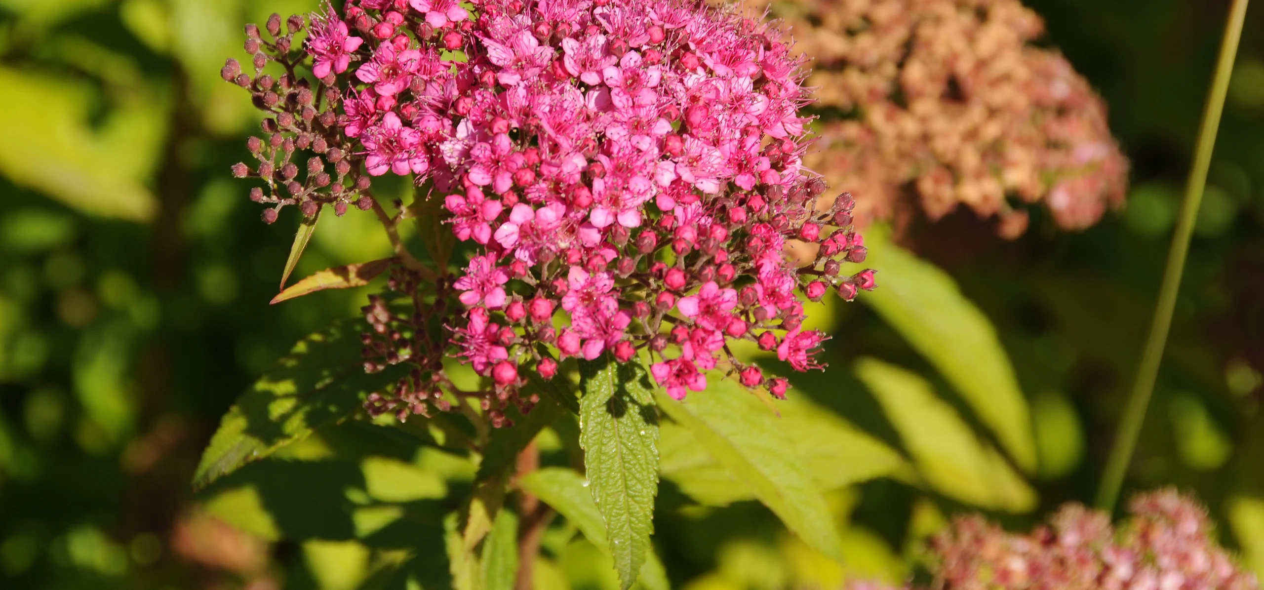 Japanese Spiraea