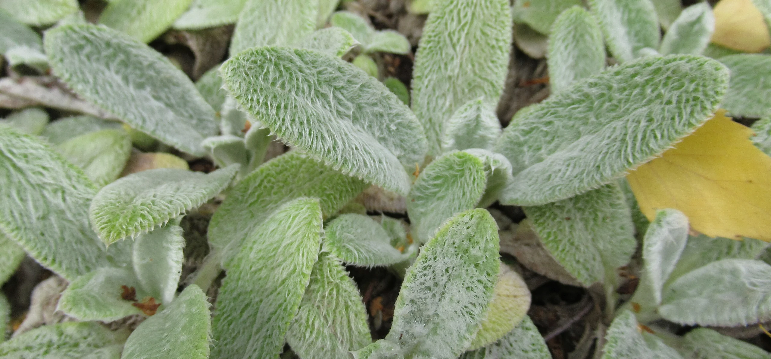 Lamb's Ear