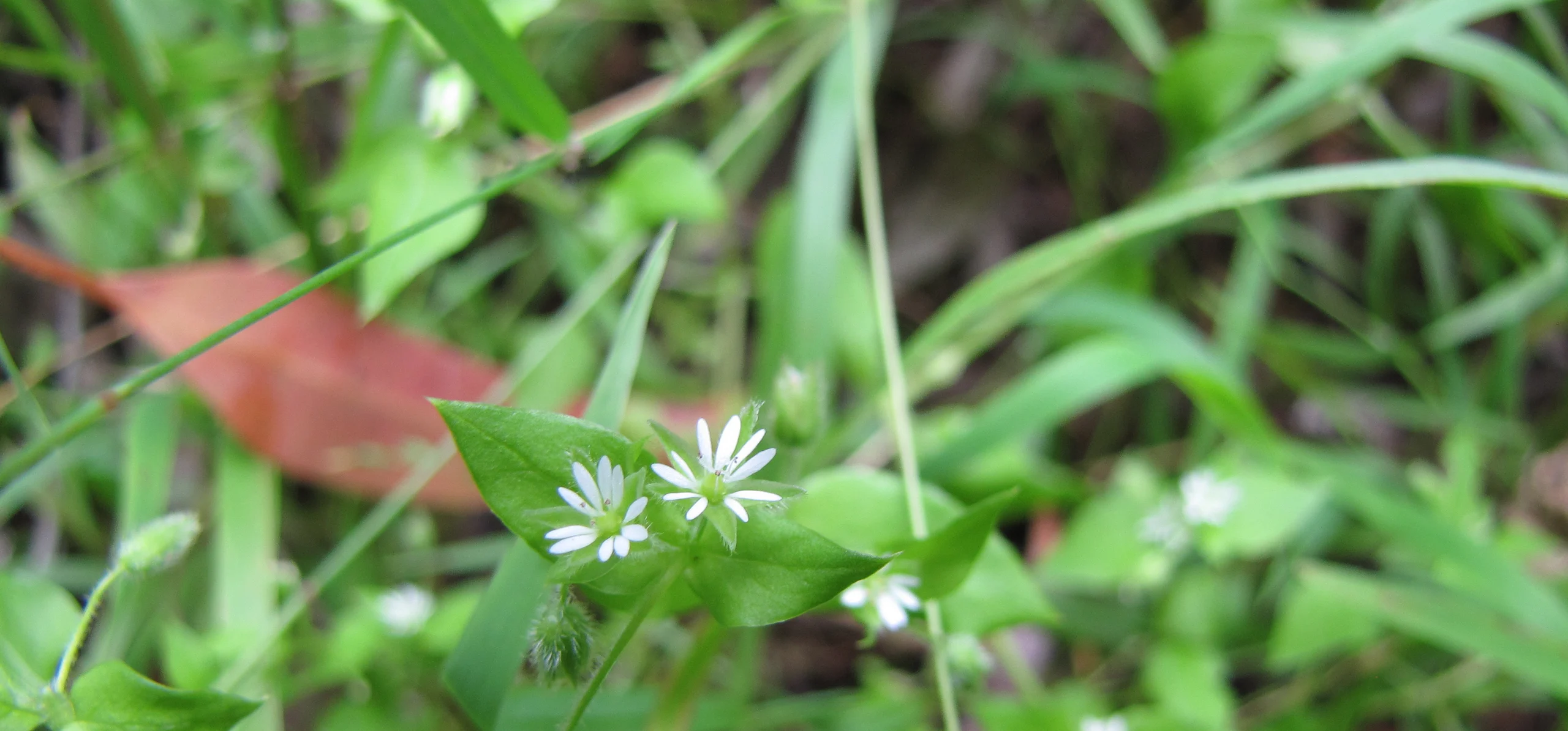 Common Chickweed