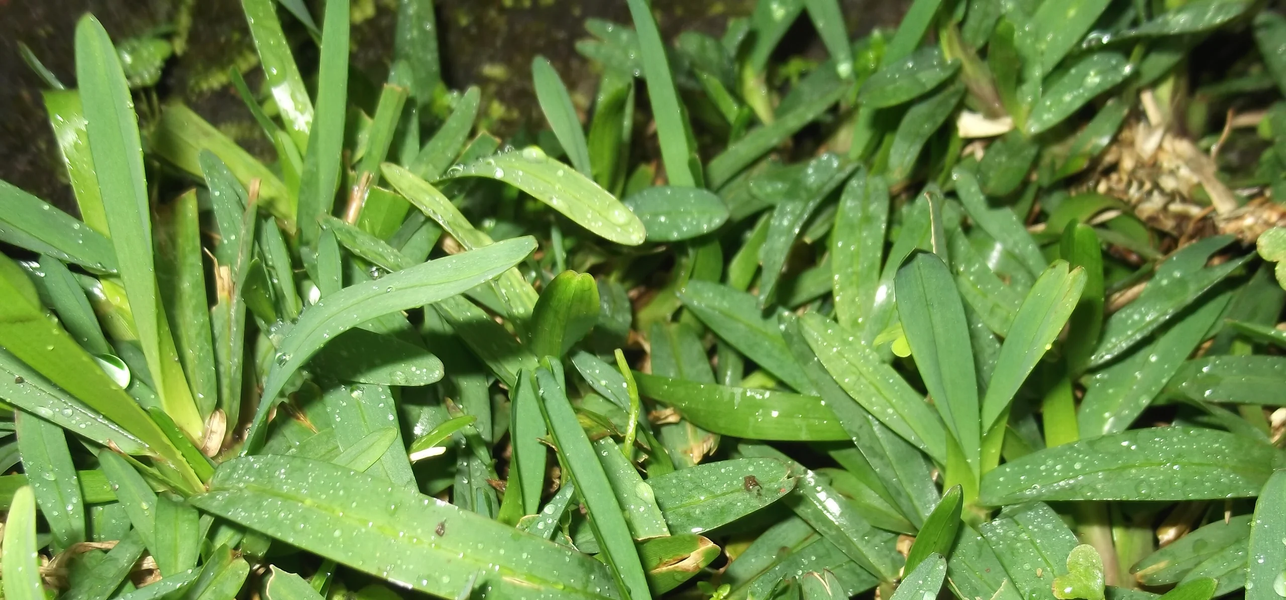 St. Augustine Grass