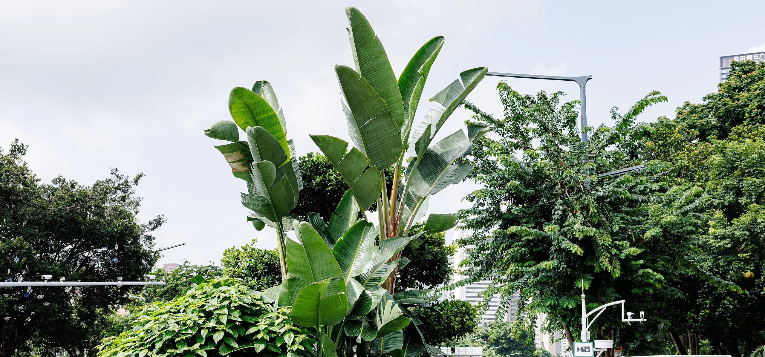 White Bird Of Paradise