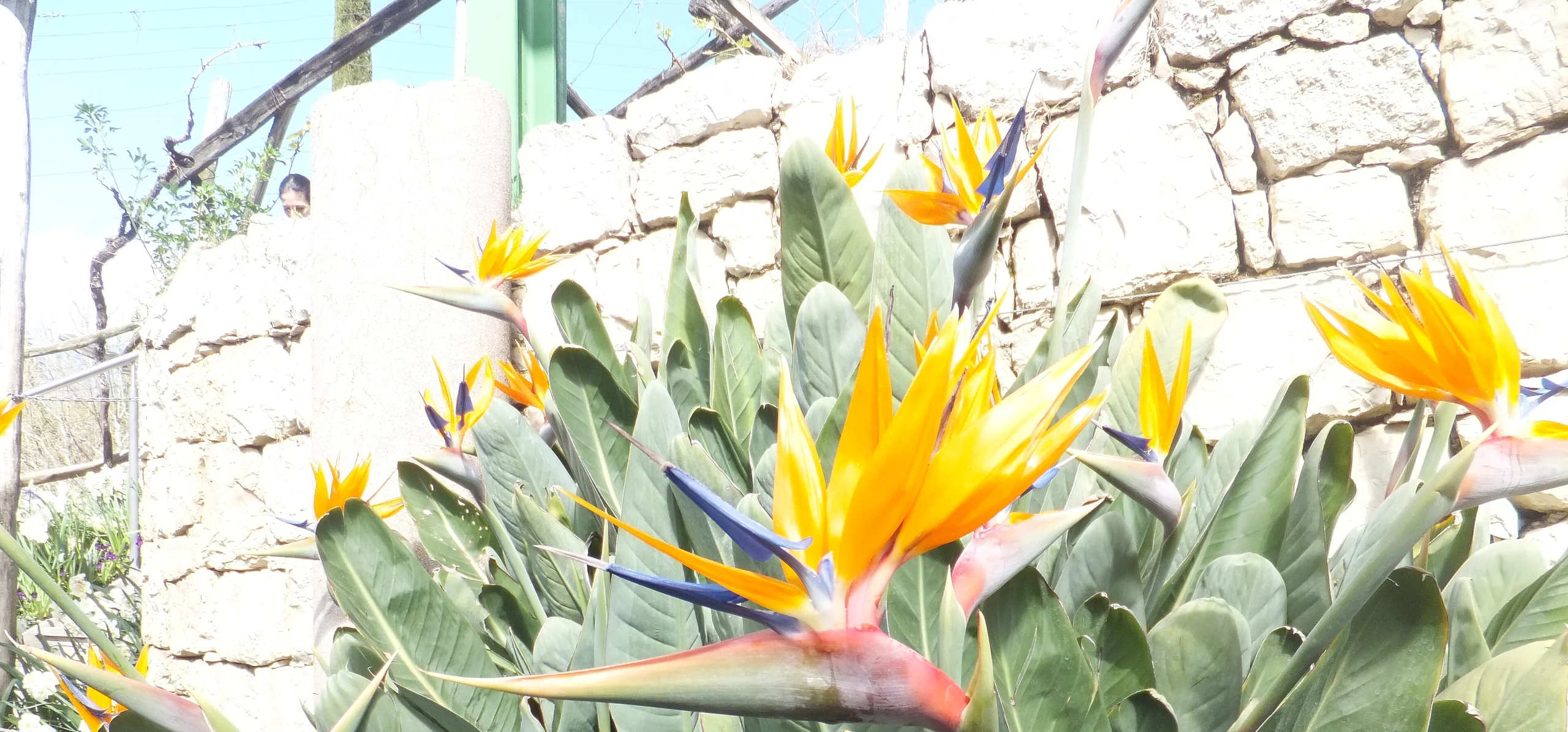 Bird Of Paradise