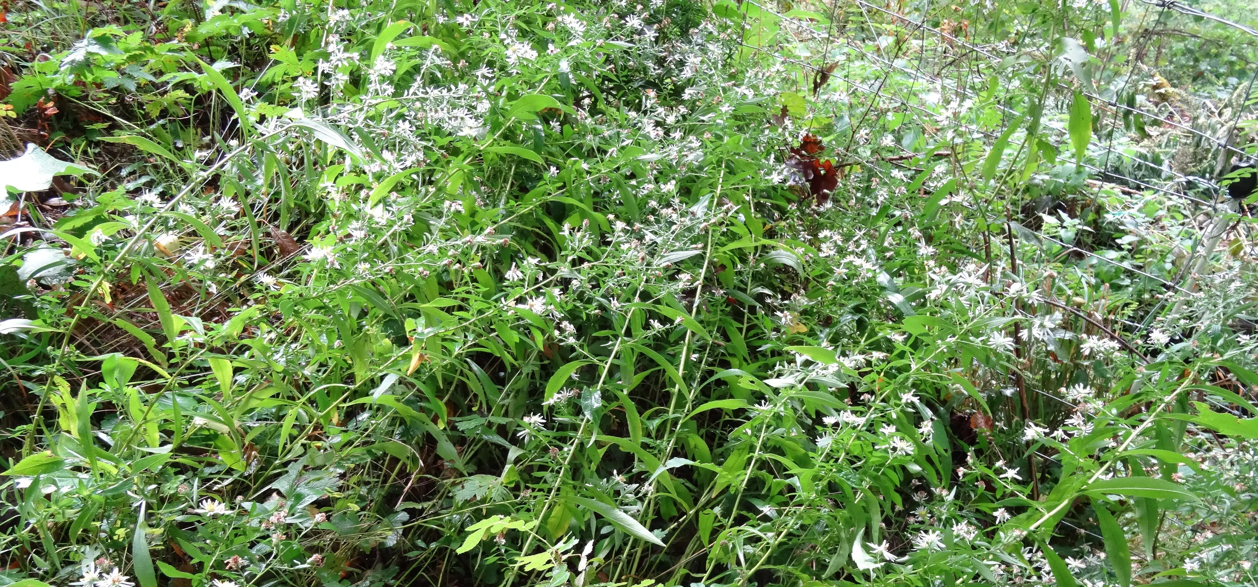 New York Aster