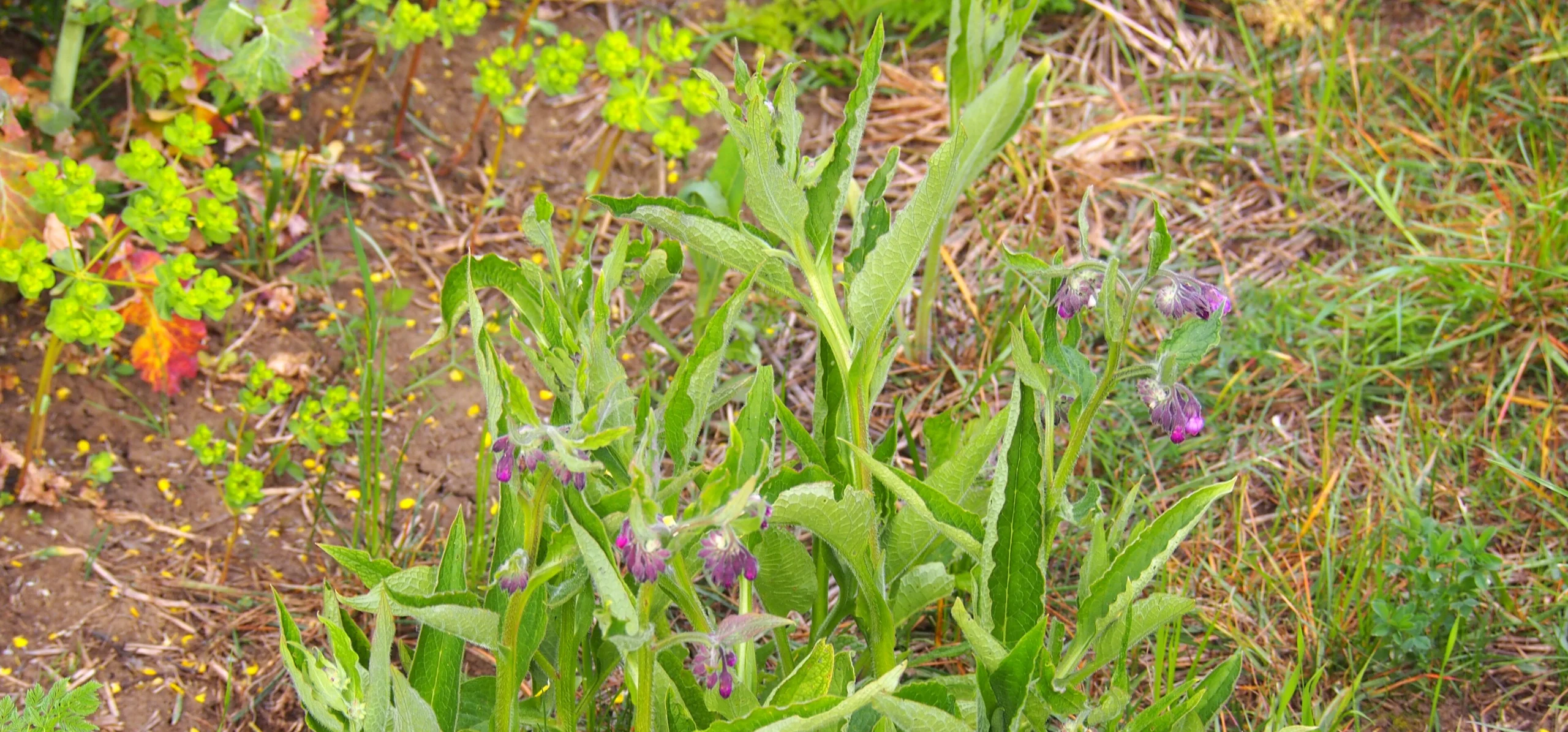 Common Comfrey