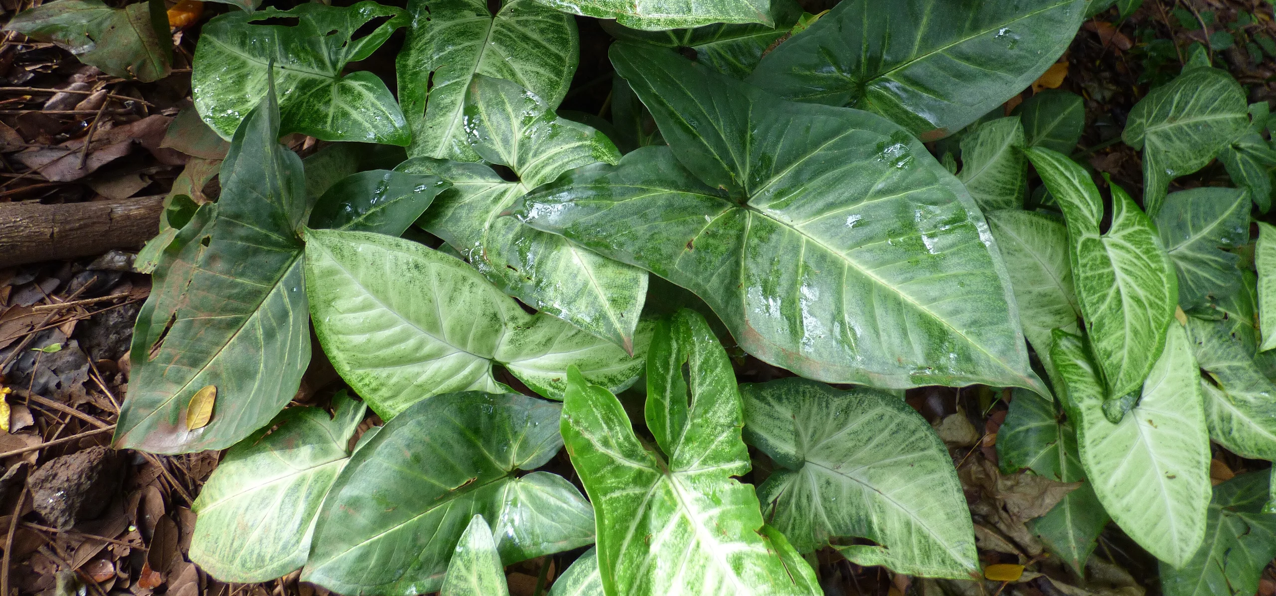 Arrowhead Vine