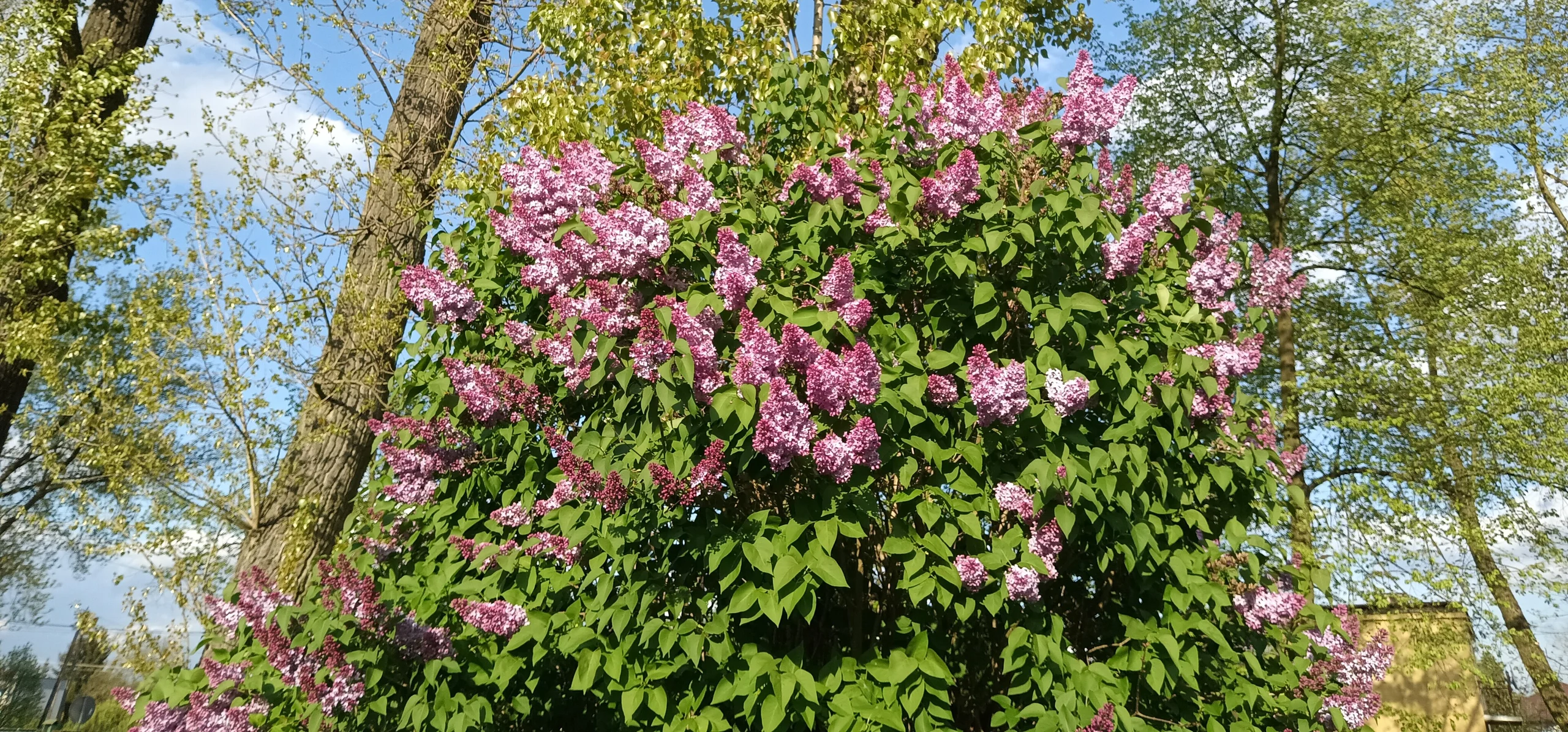 Common Lilac