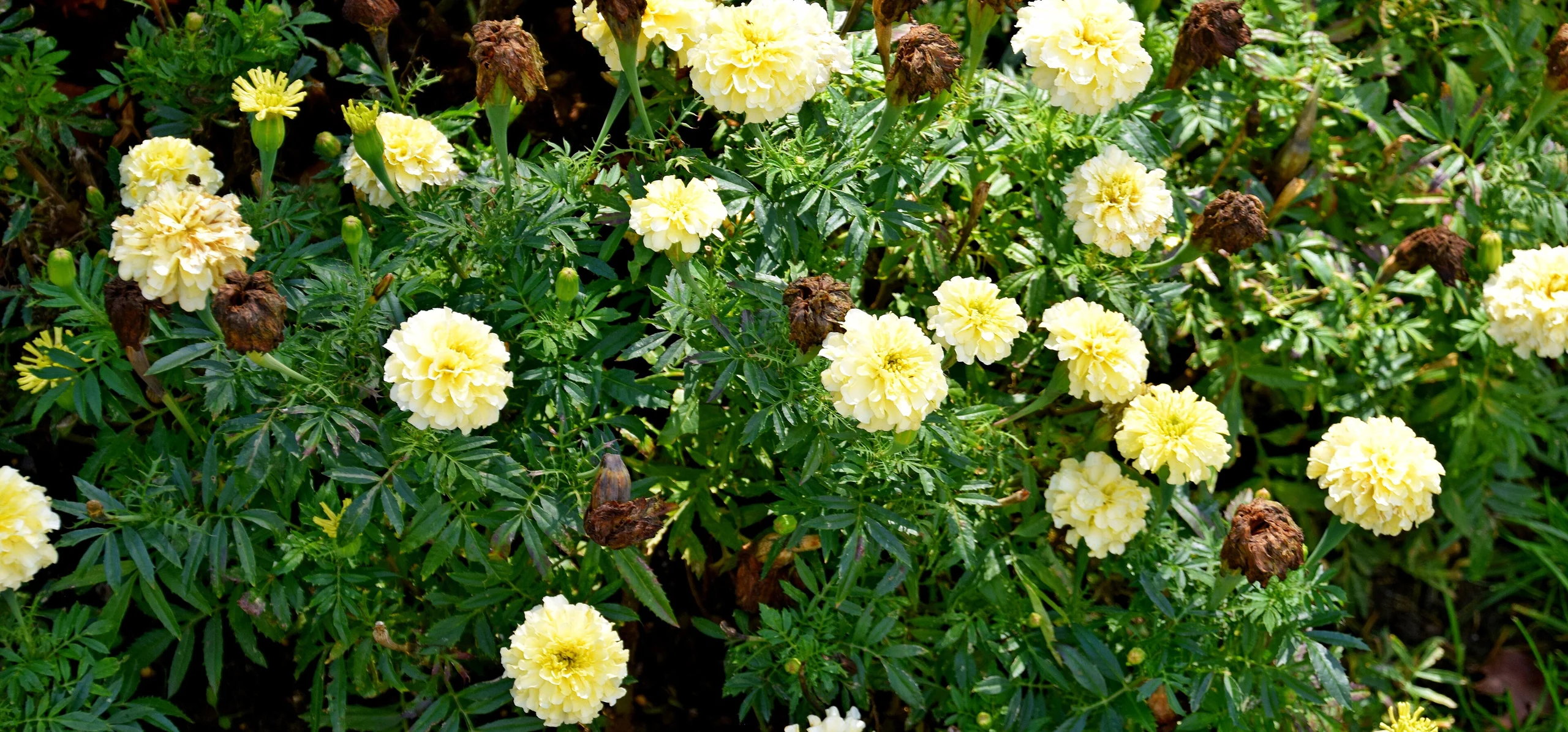 African Marigold