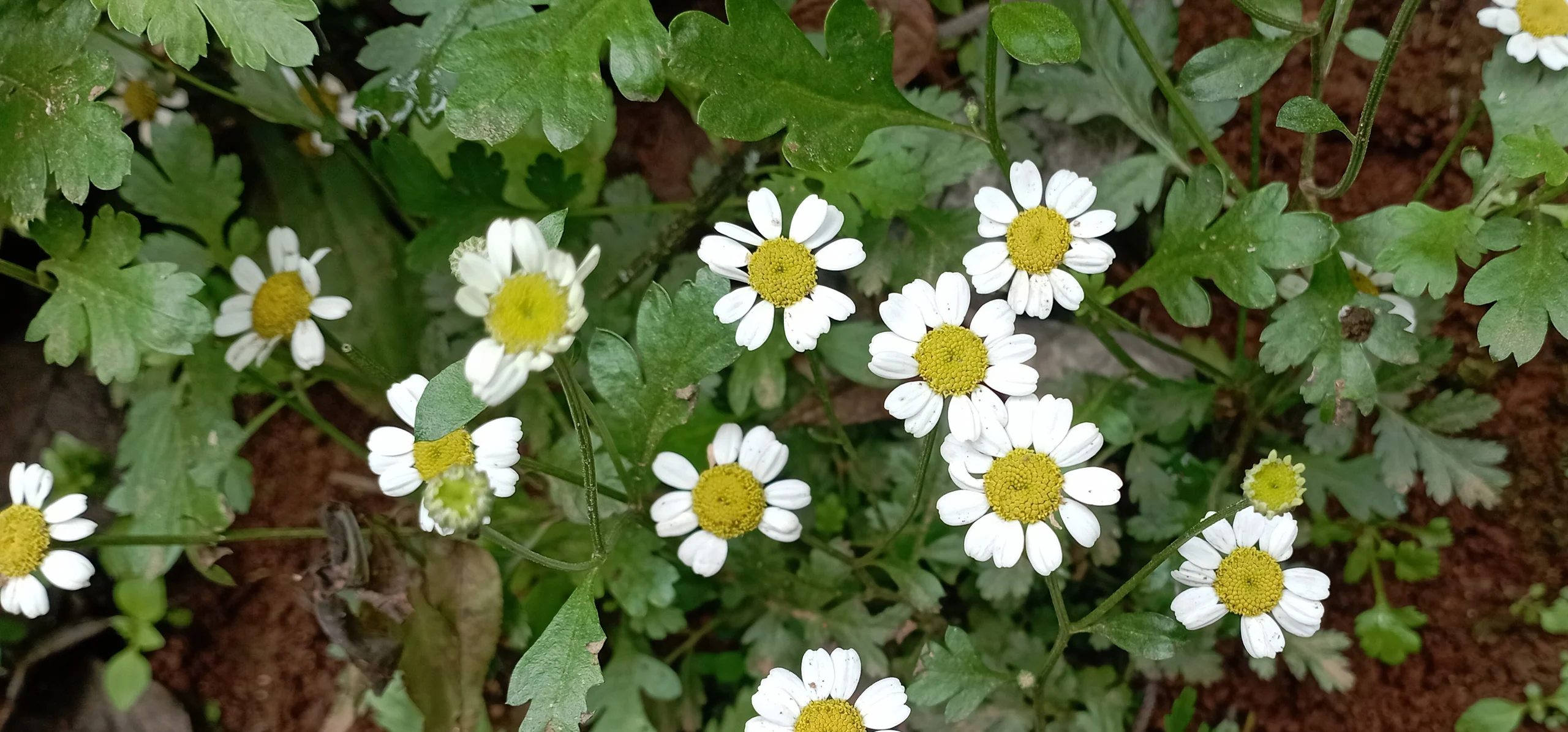 Feverfew