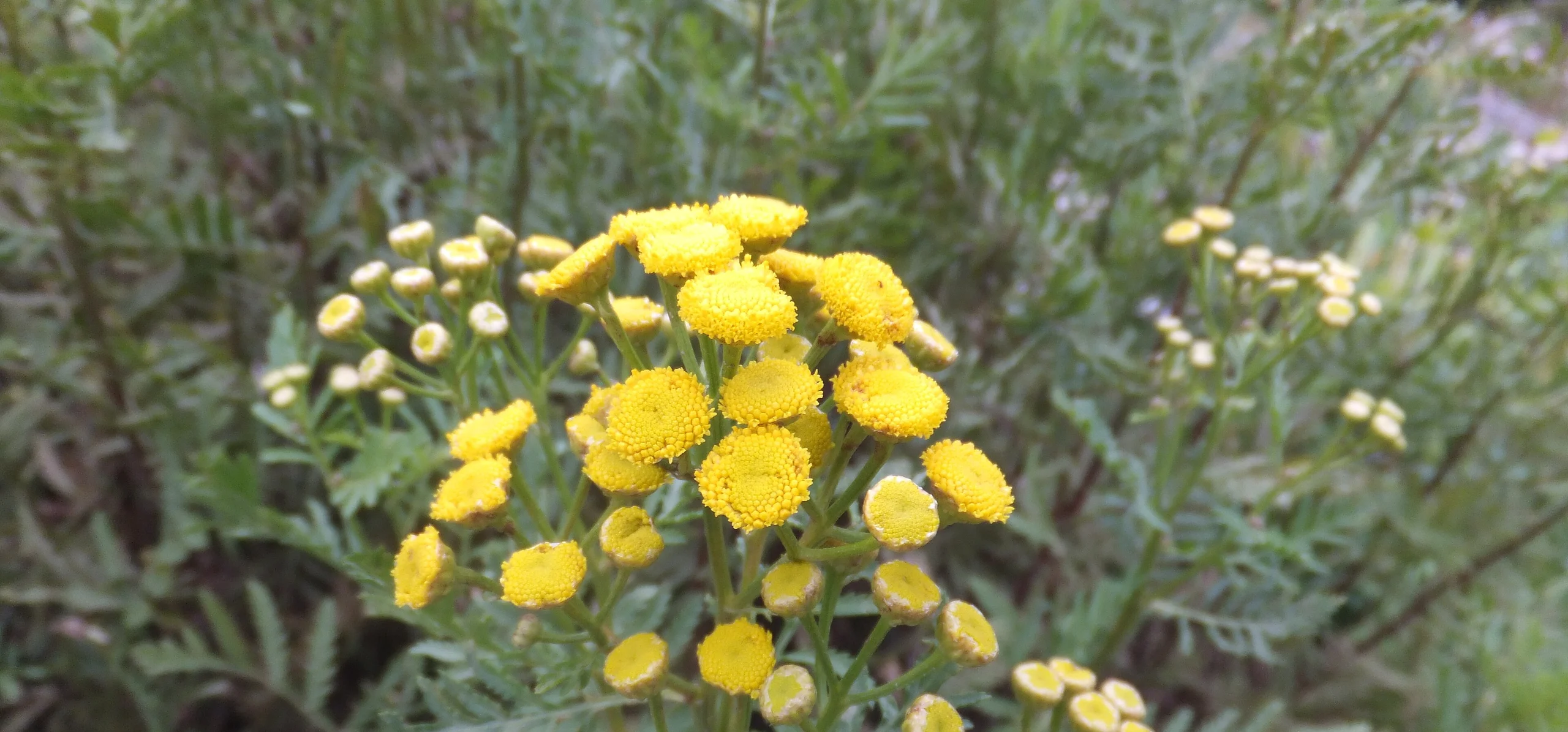 Common Tansy