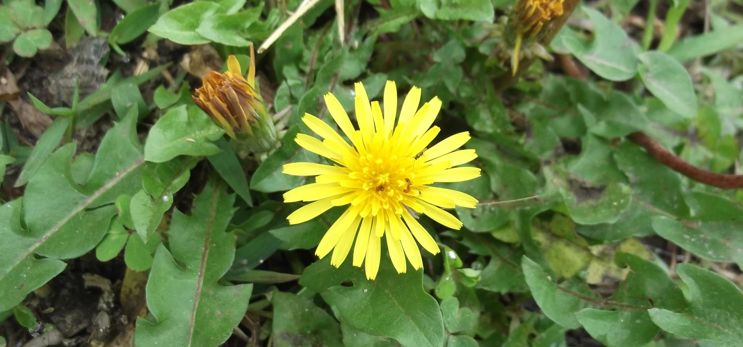 Dandelion
