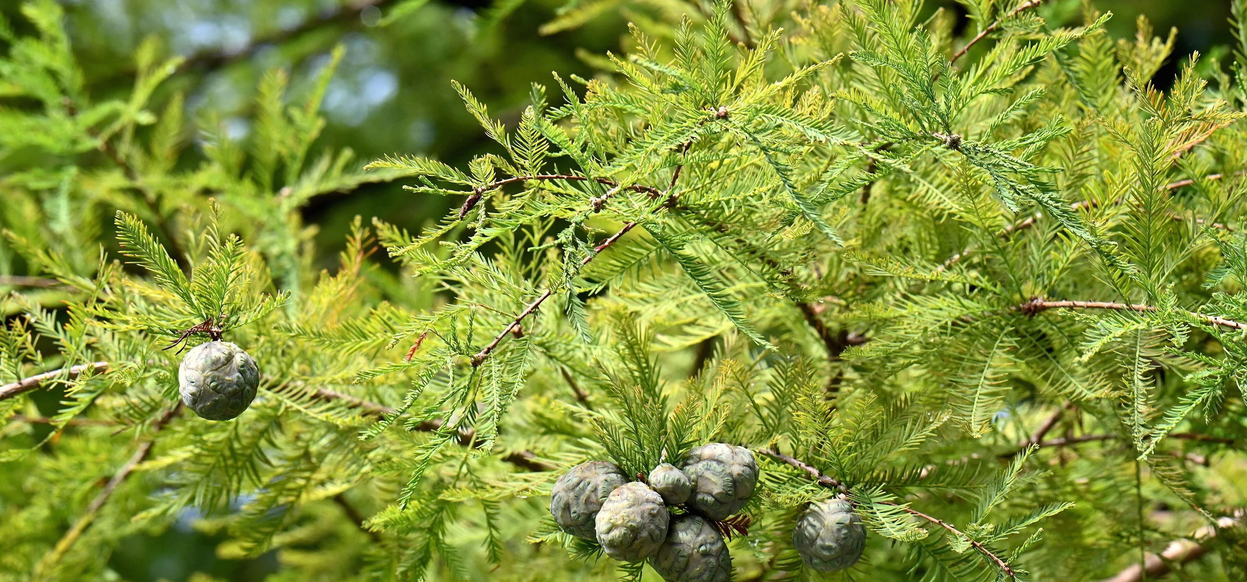 Bald Cypress