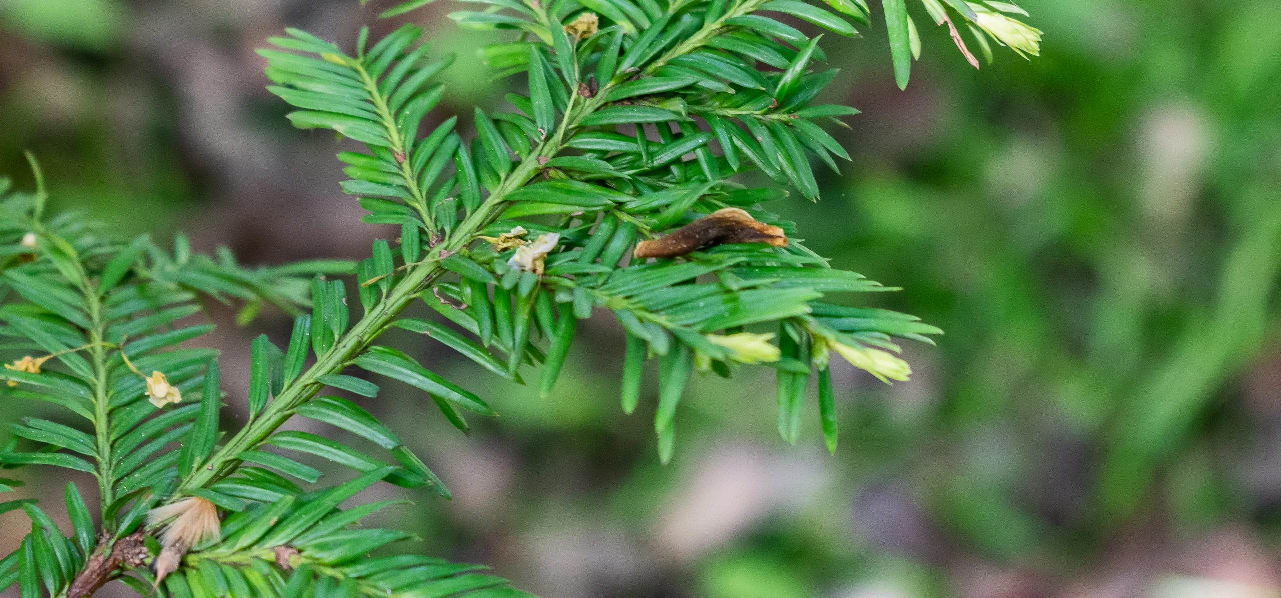 English Yew