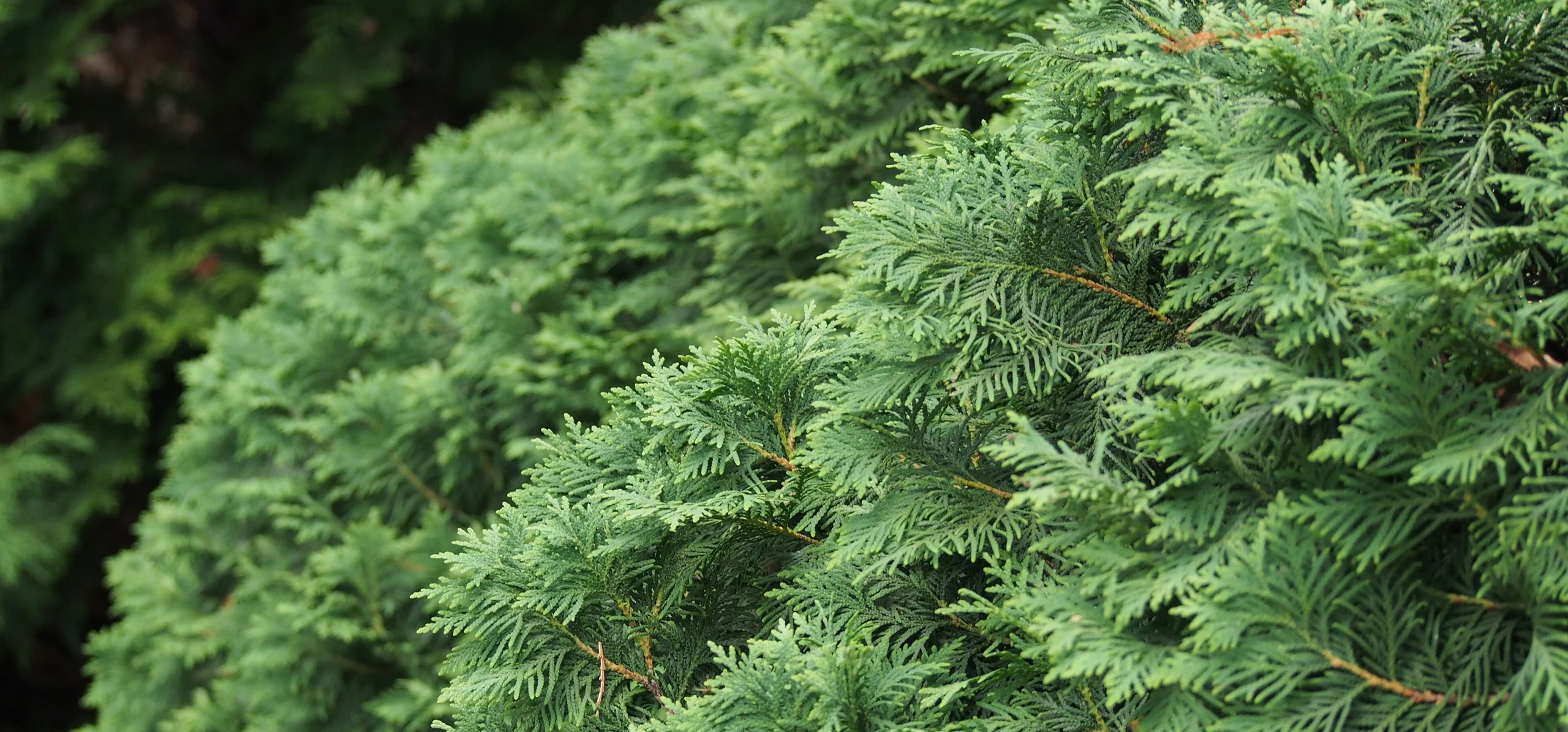 Eastern Arborvitae