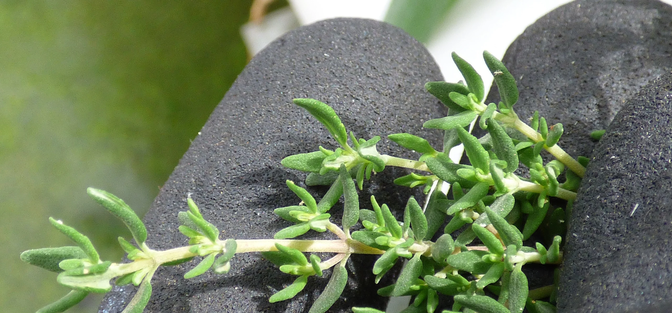Common Thyme