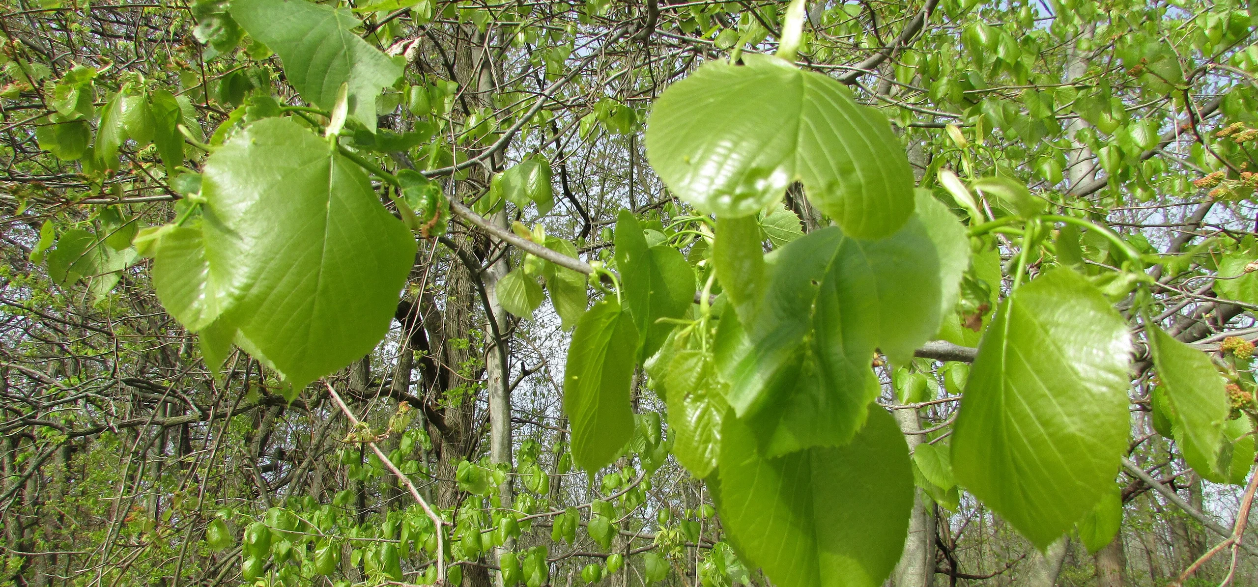 American Basswood