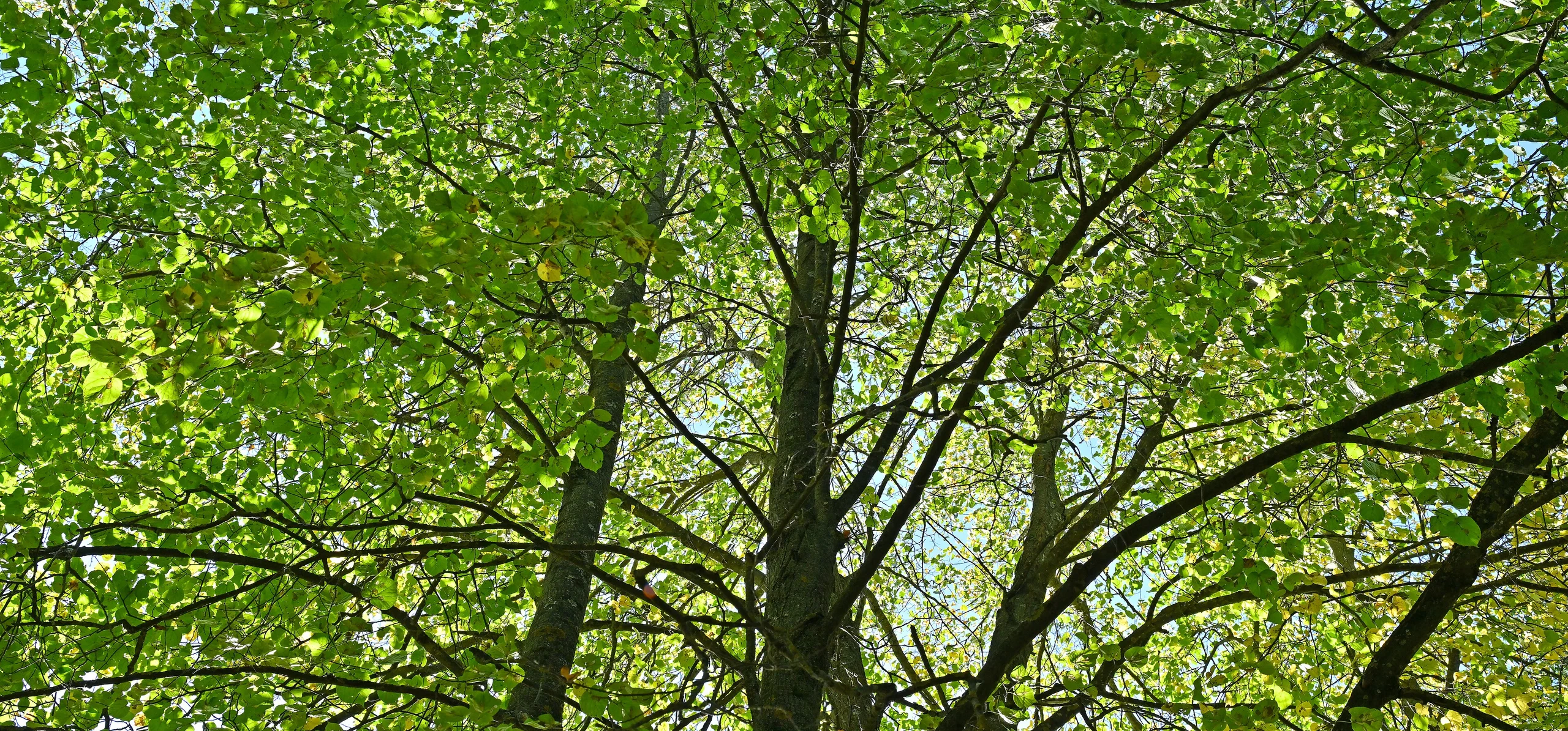 Small-Leaved Linden