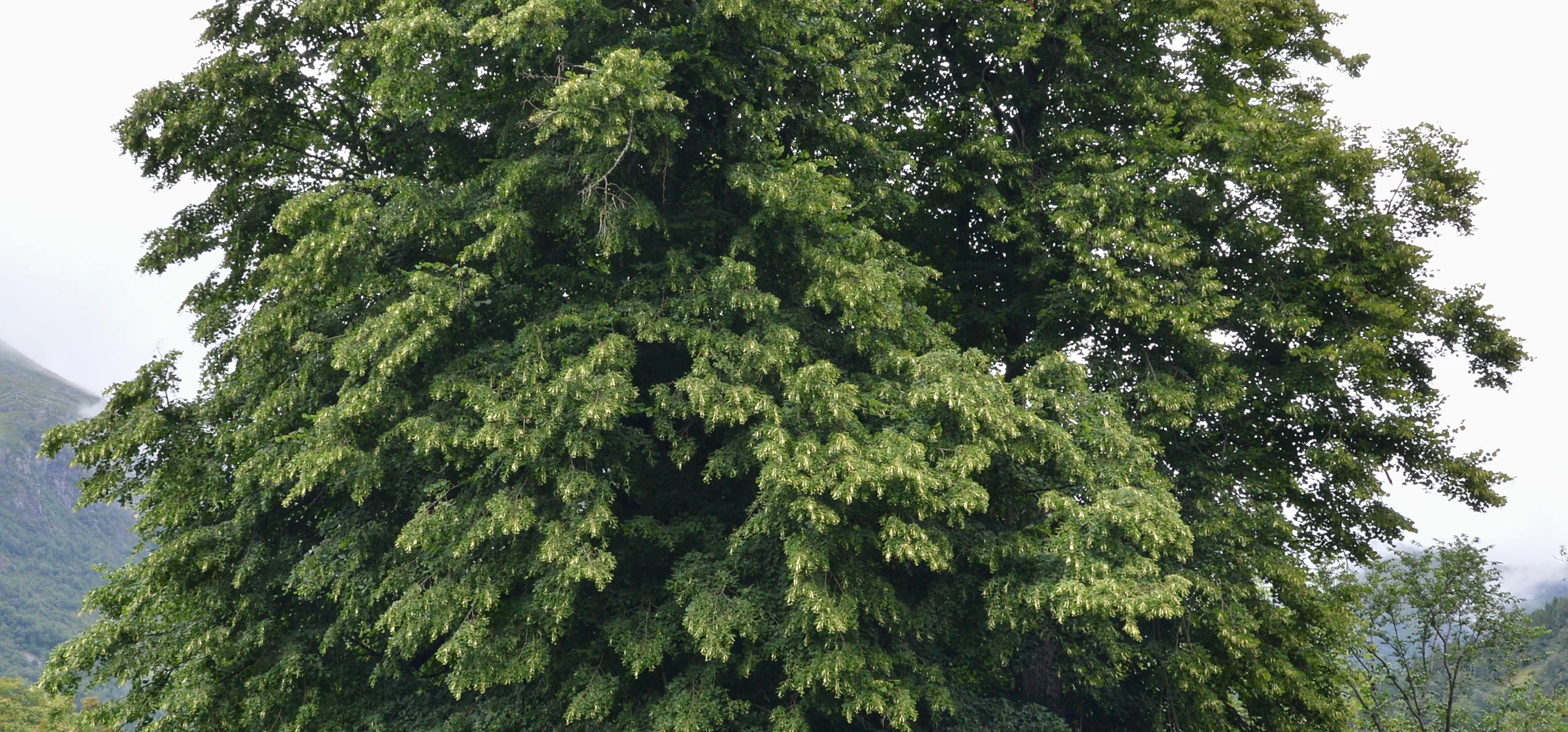 Large-Leaved Linden
