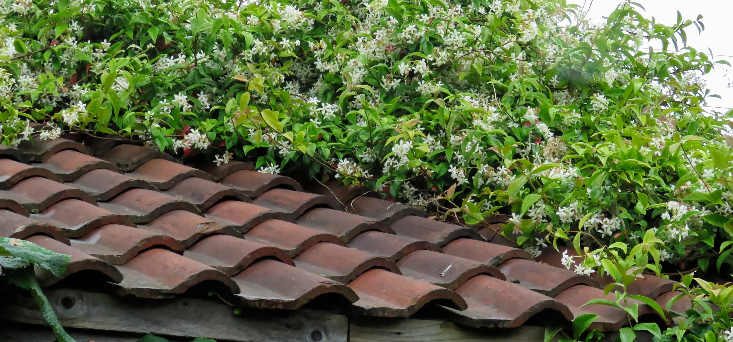 Star Jasmine