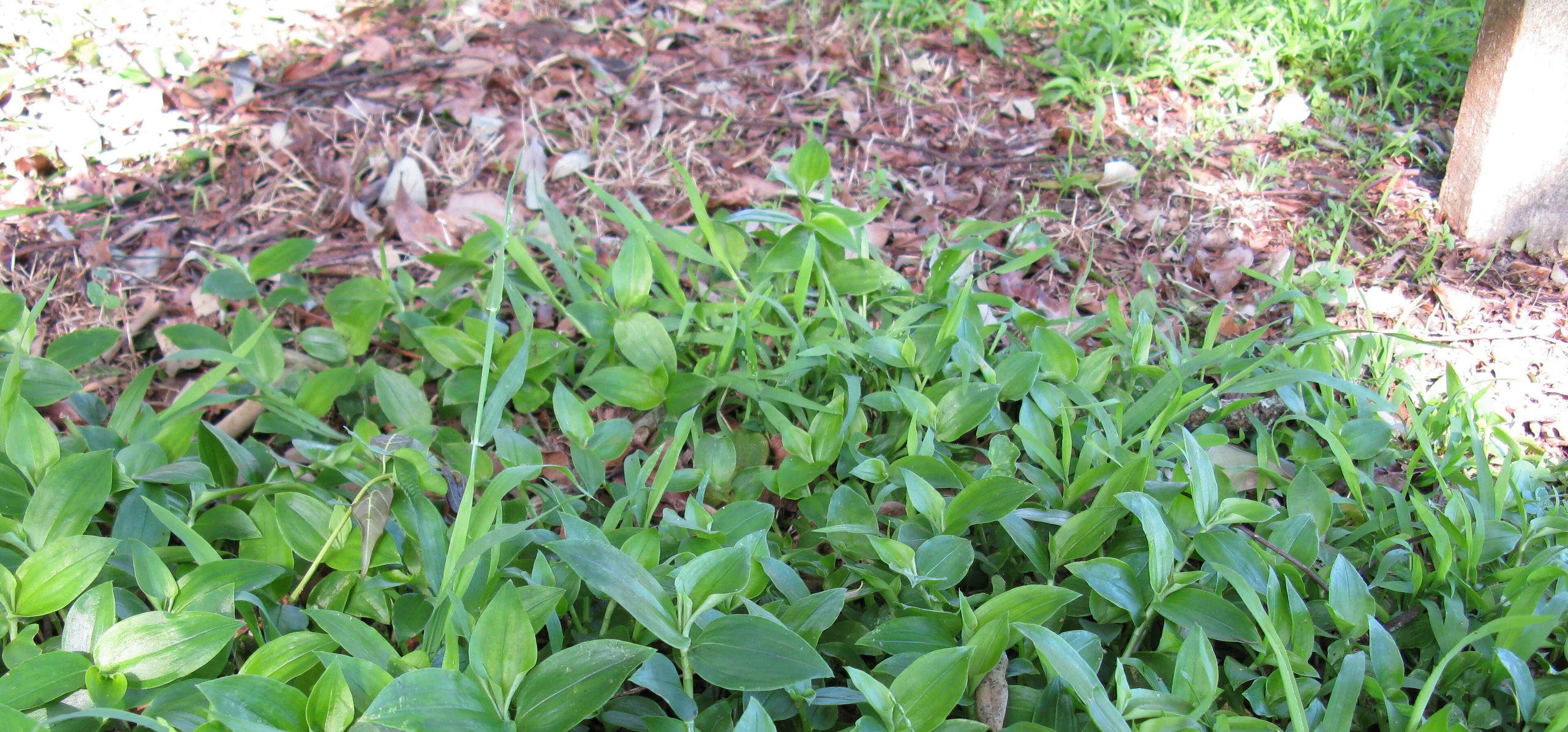 Small-Leaf Spiderwort
