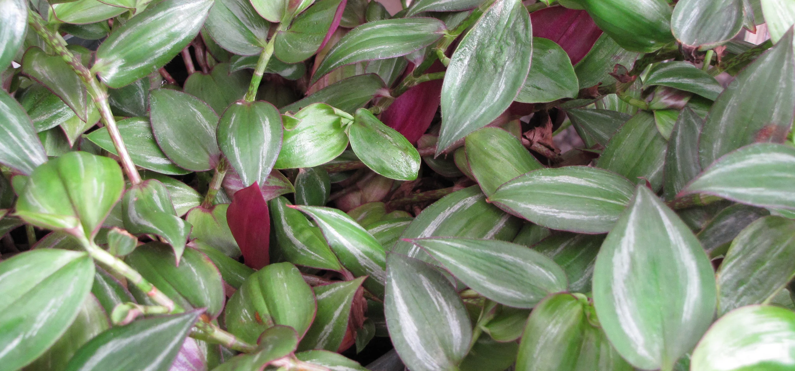 Wandering Jew