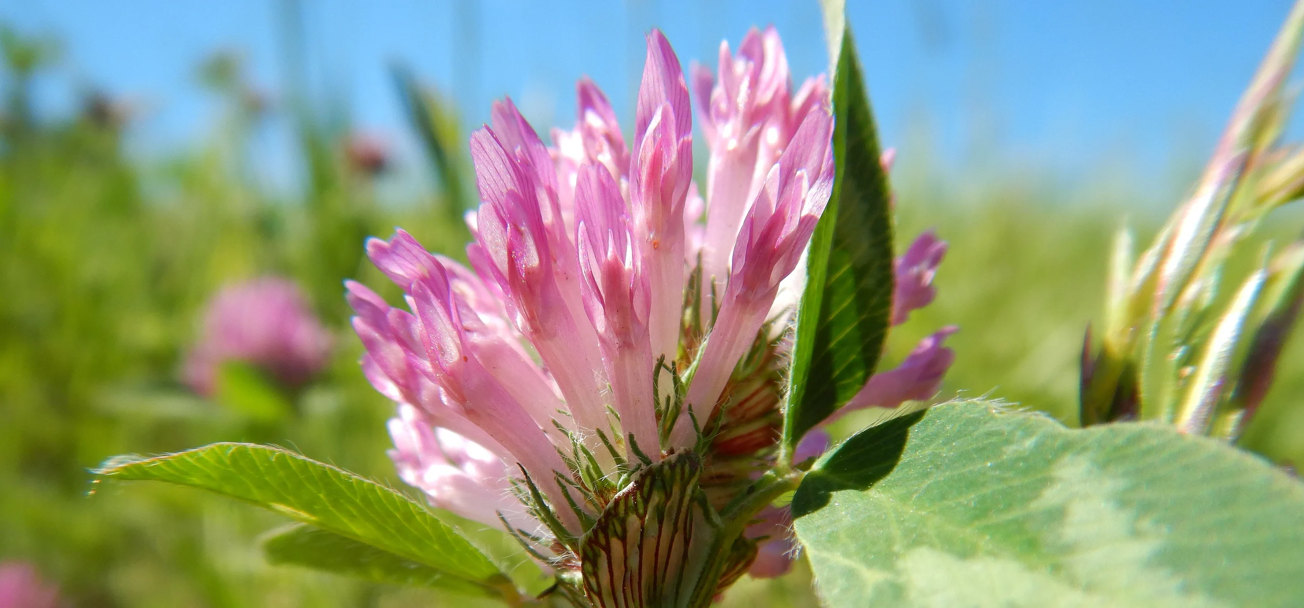Red Clover