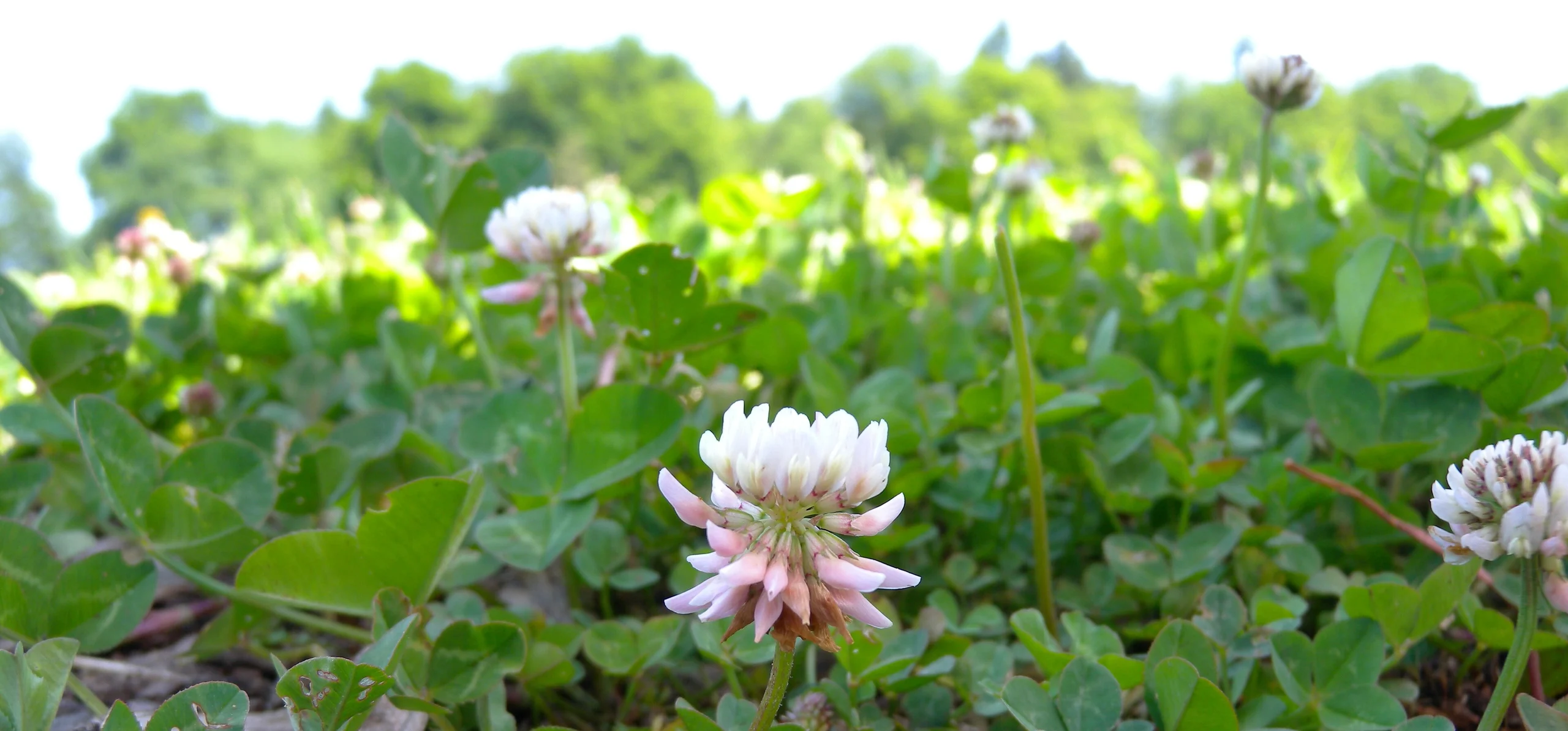 White Clover