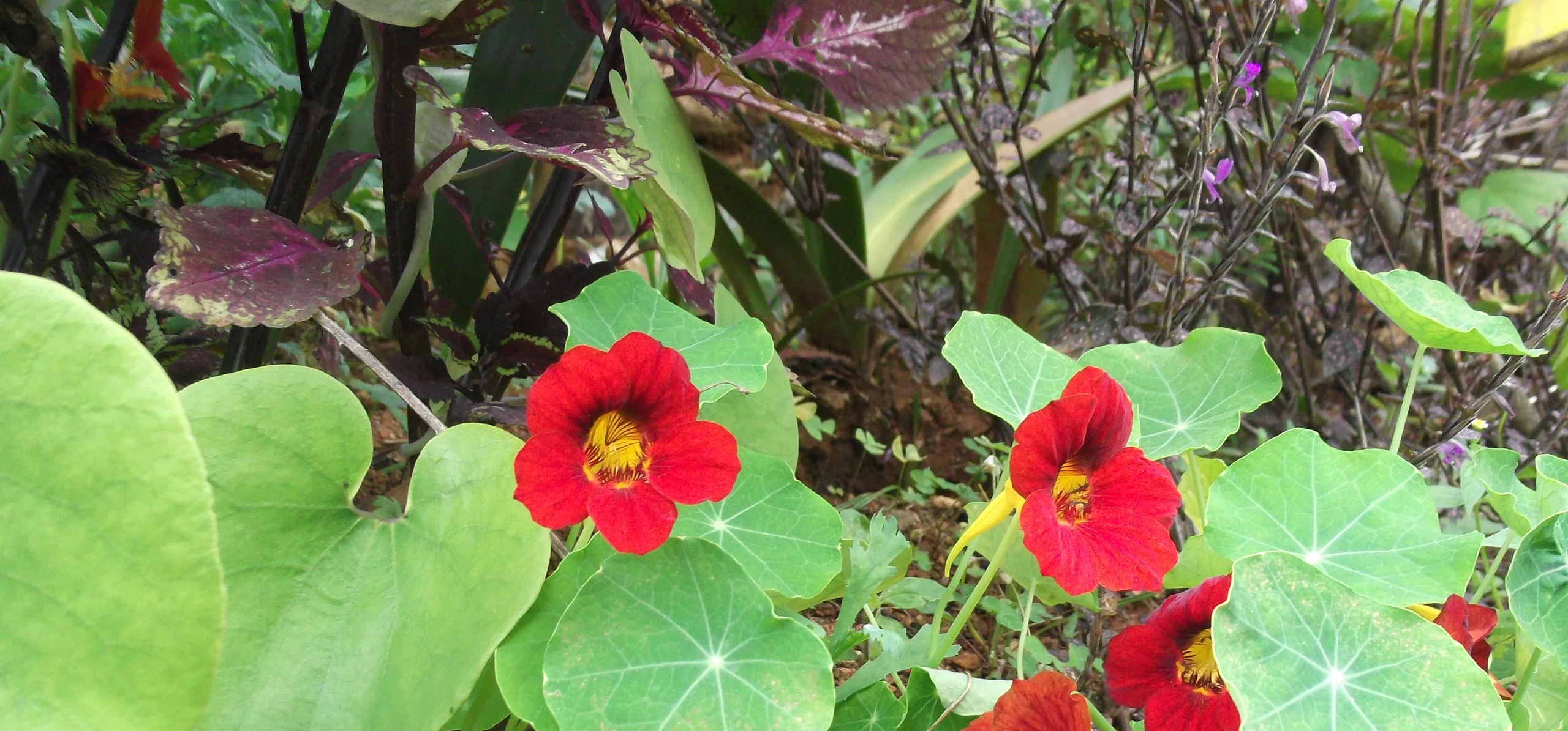 Nasturtium