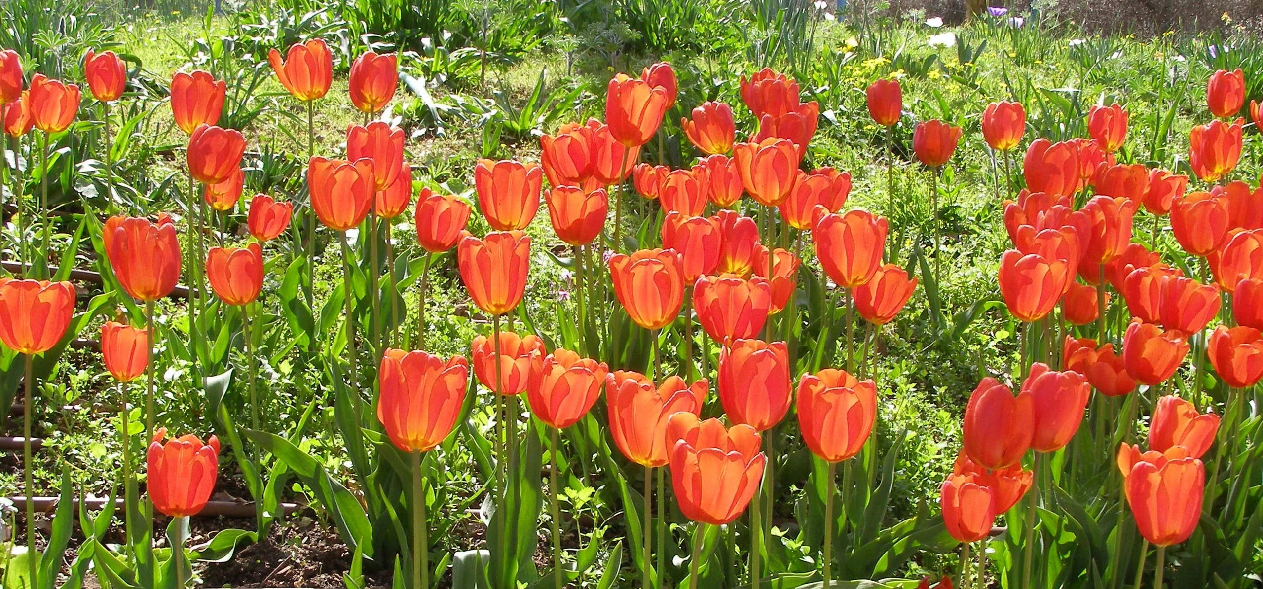 Tulip