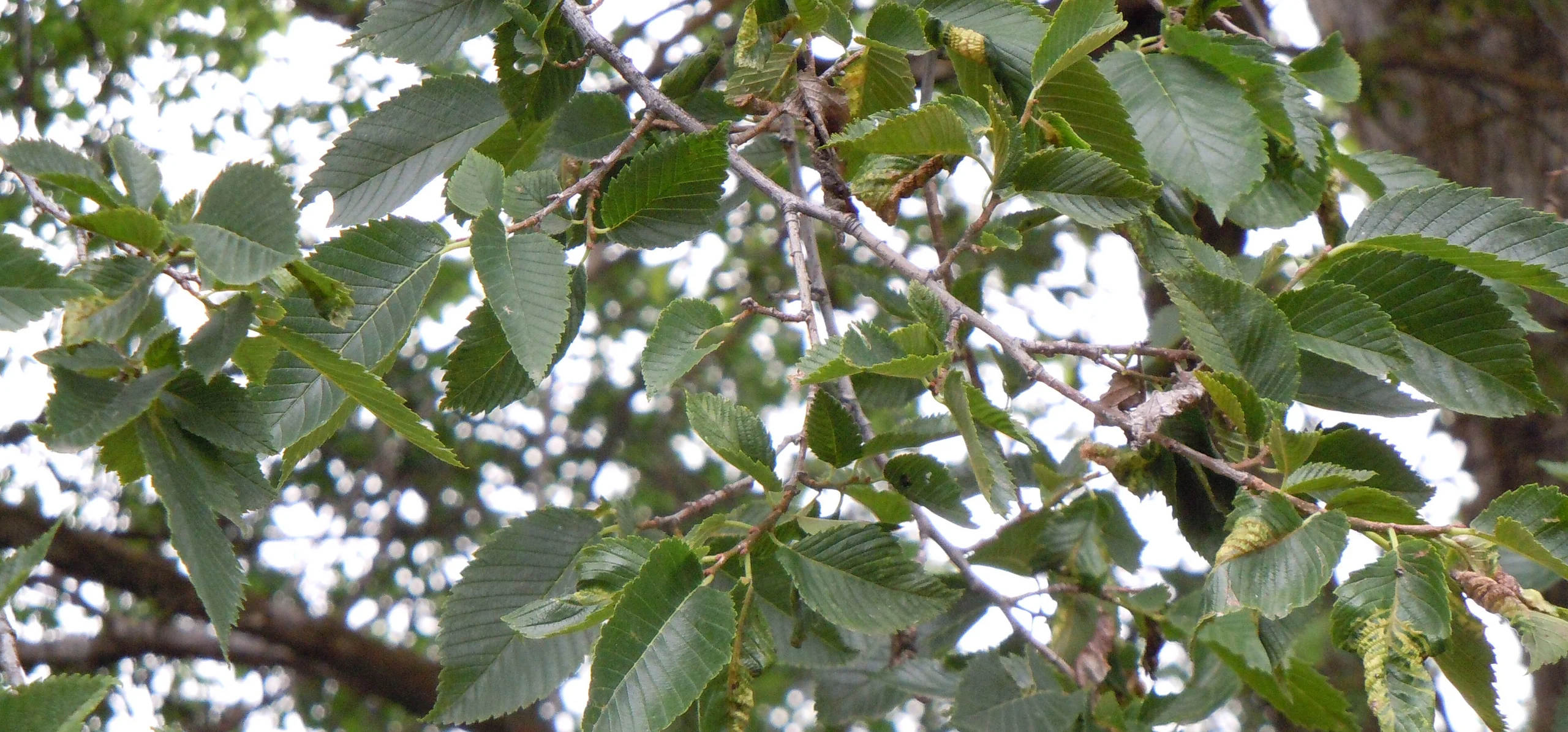 American Elm