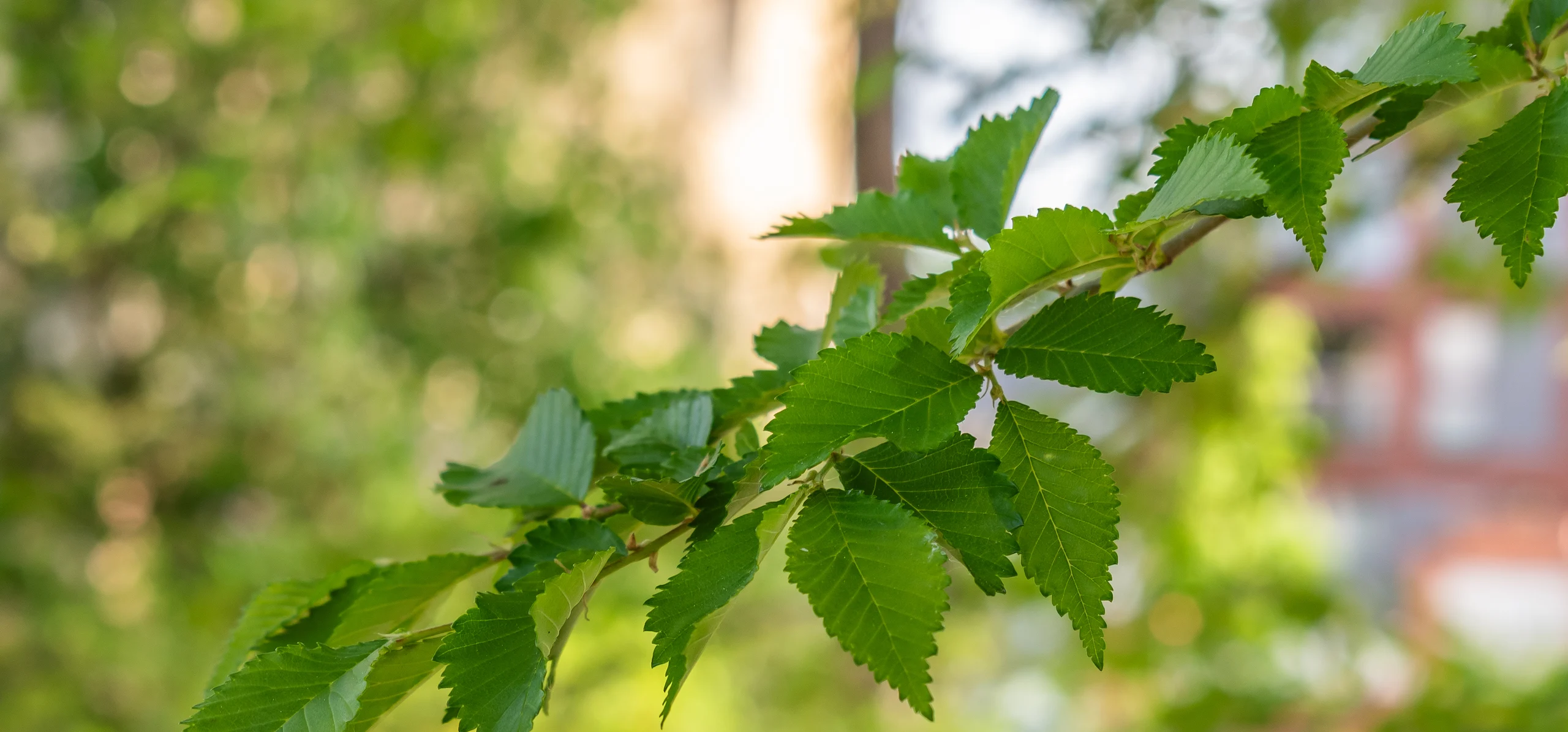 Siberian Elm