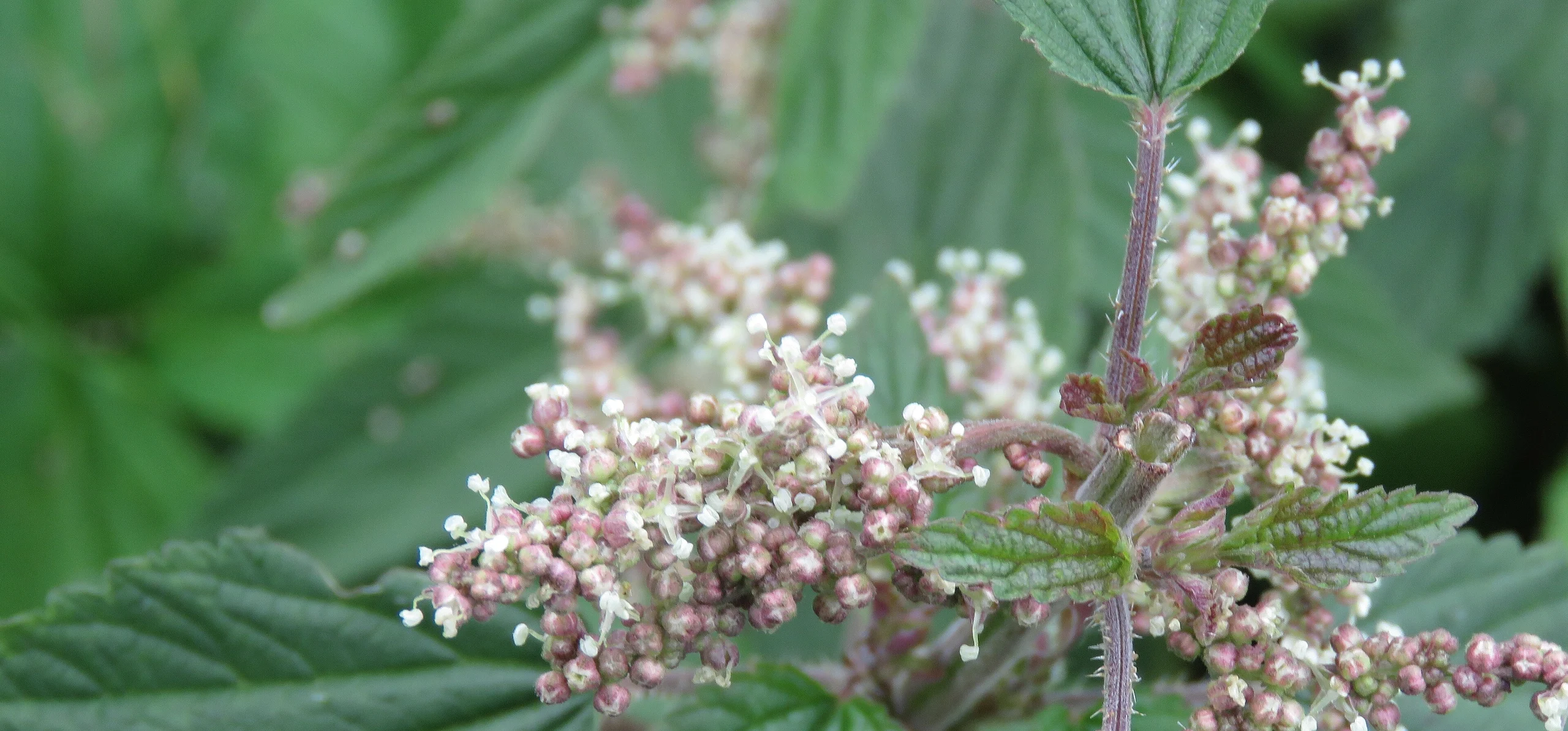 Stinging Nettle