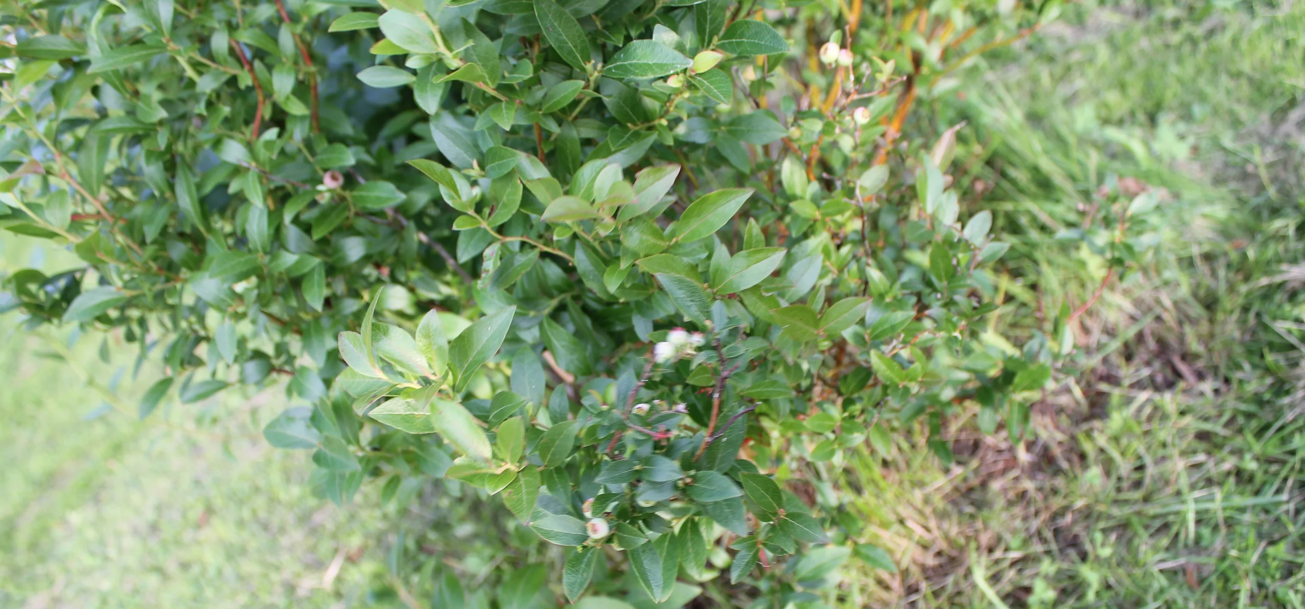 Highbush Blueberry