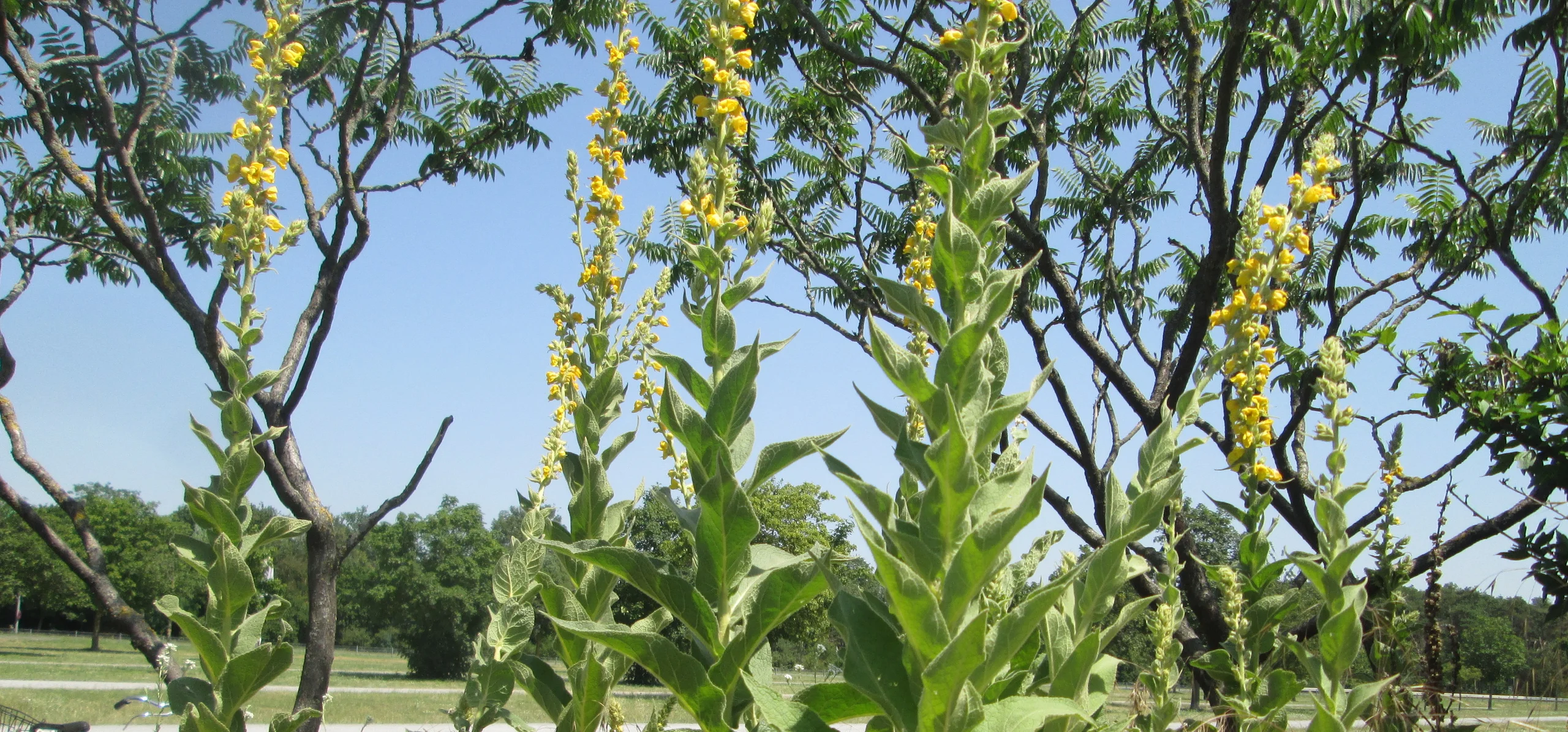 Common Mullein