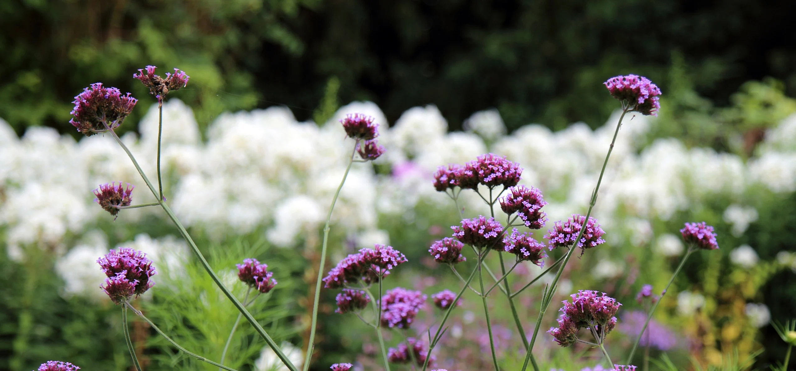 Purpletop Vervain