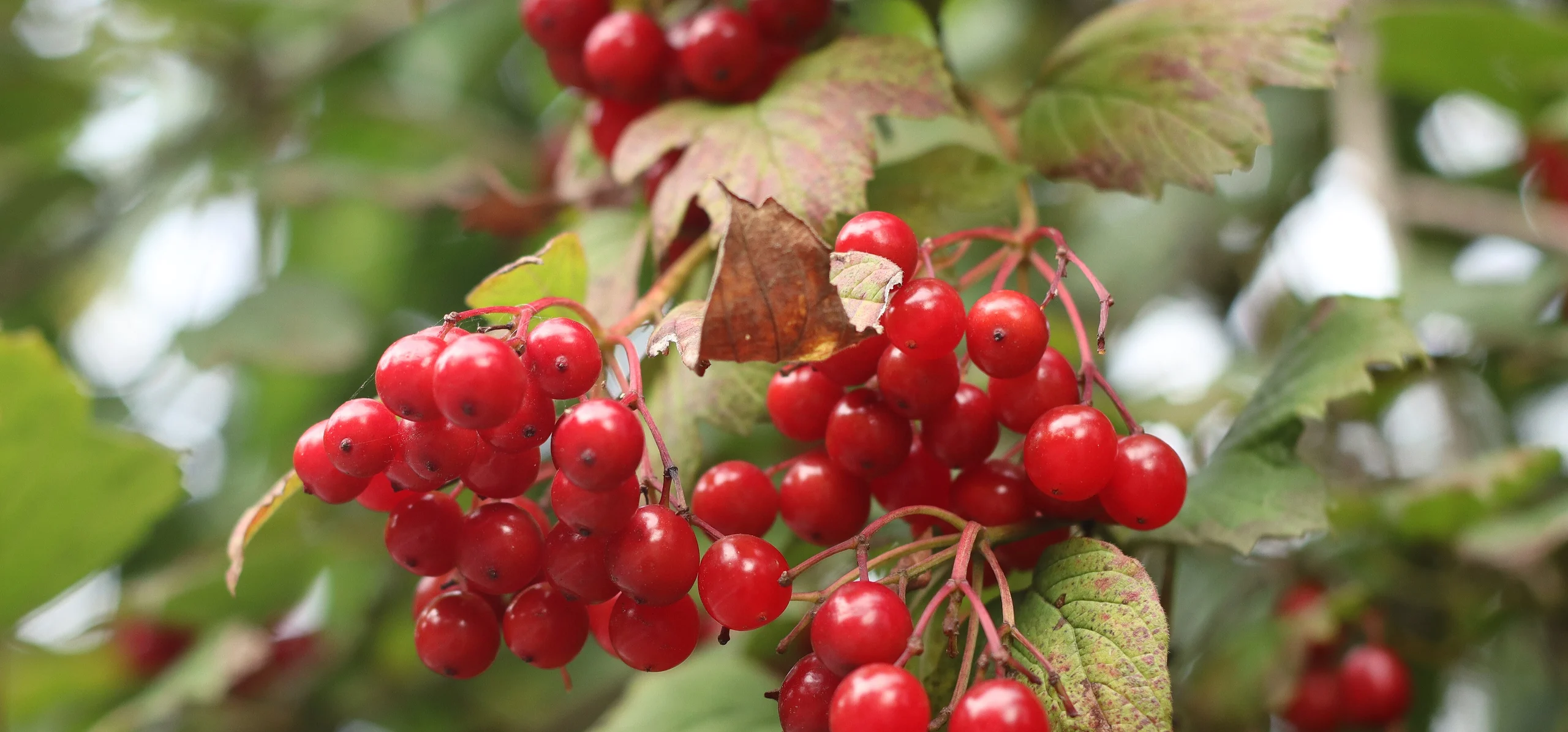Guelder Rose