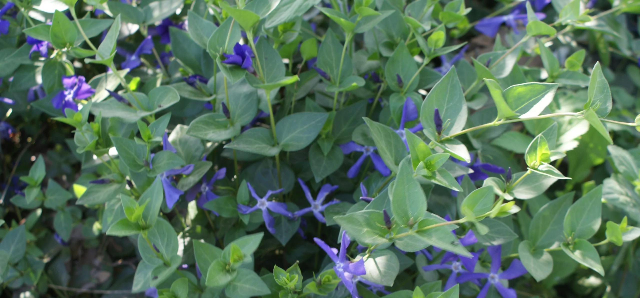 Greater Periwinkle