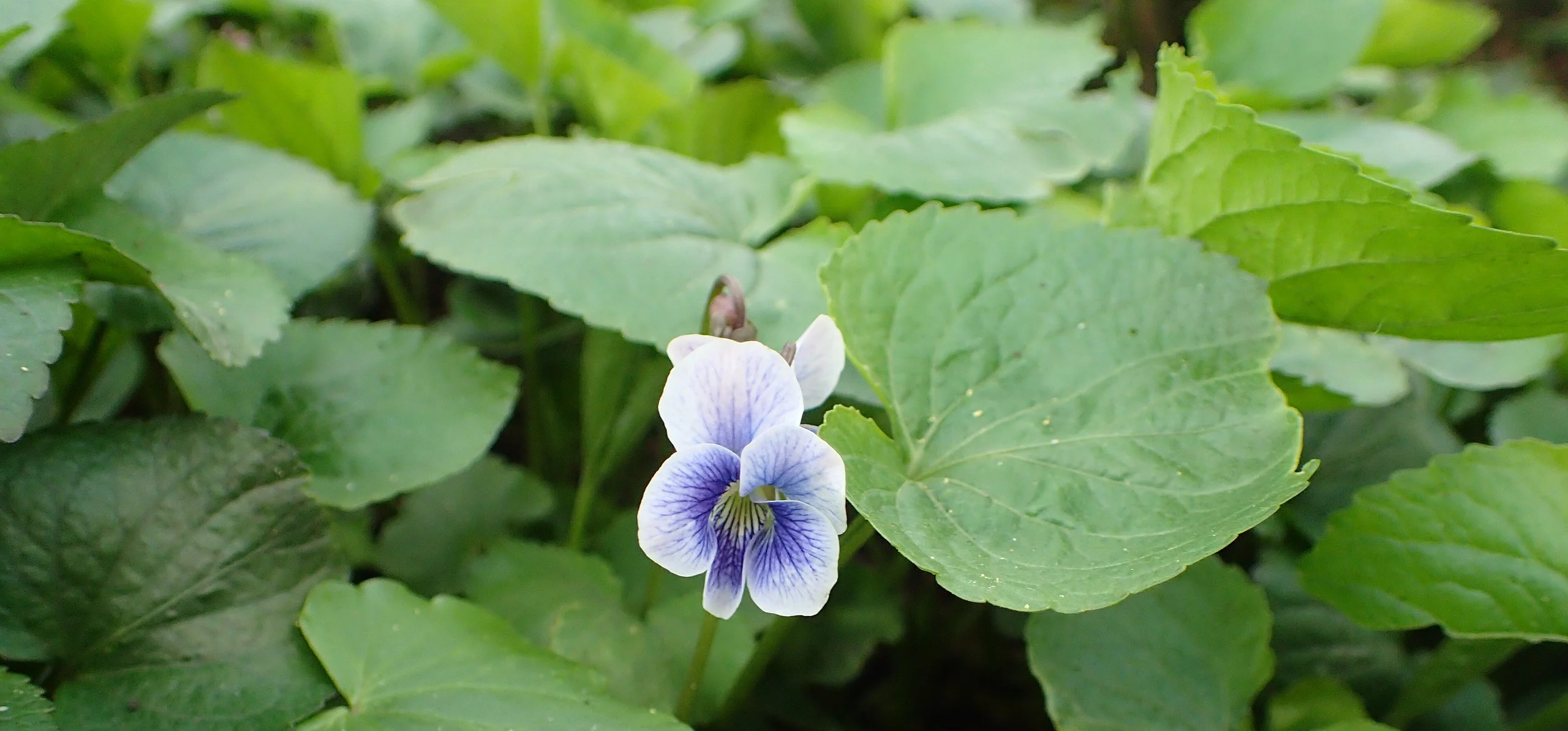 Common Blue Violet