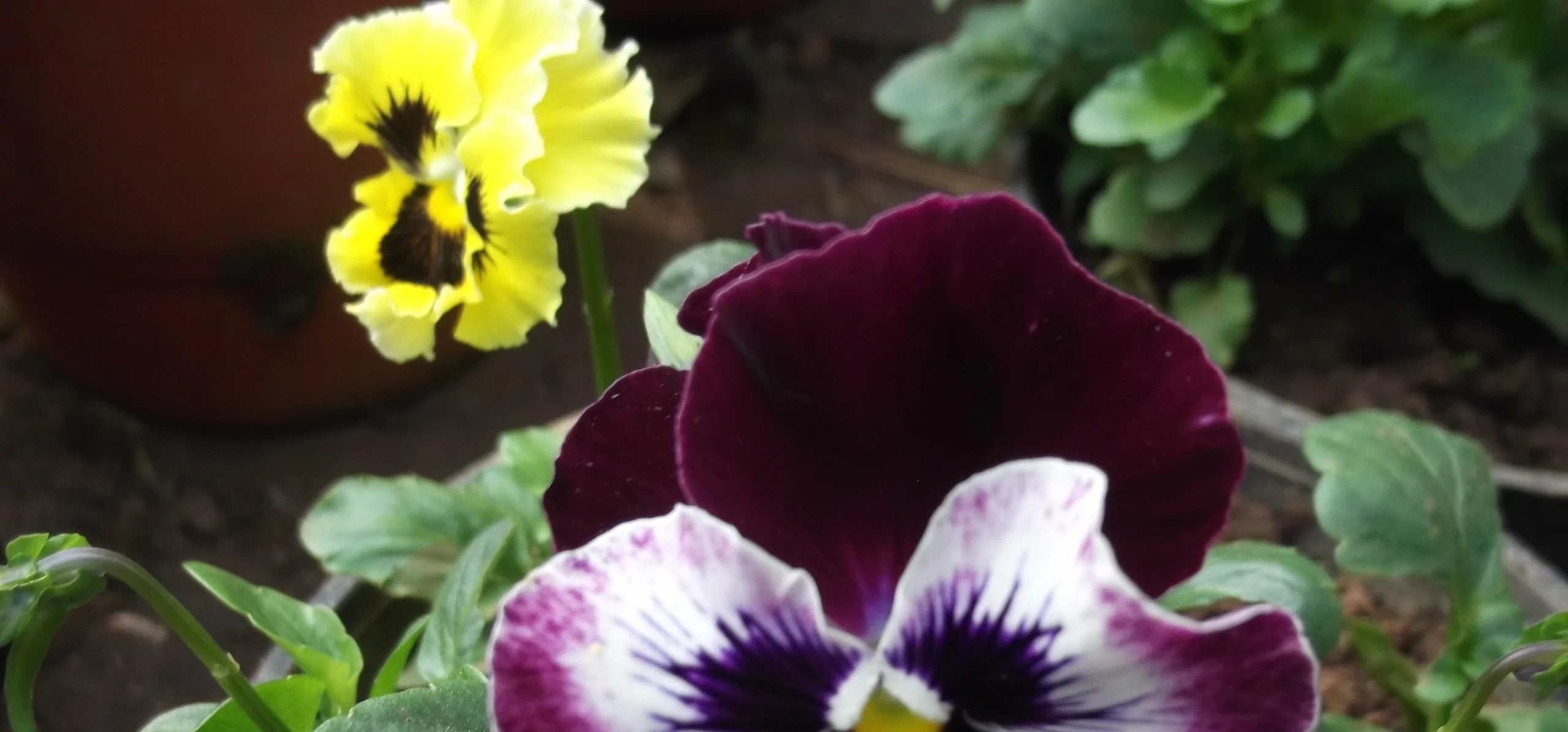 Wild Pansy