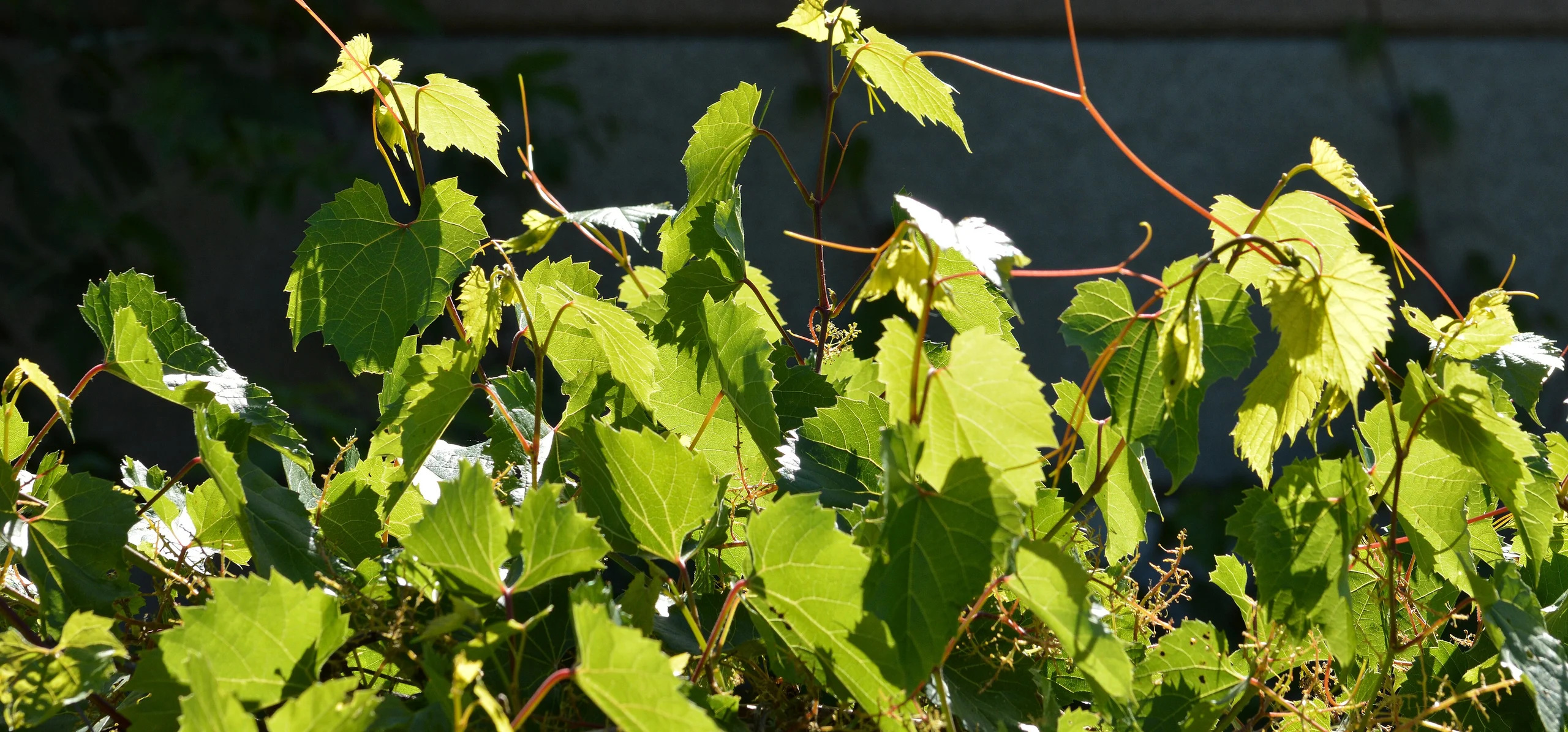 Riverbank Grape