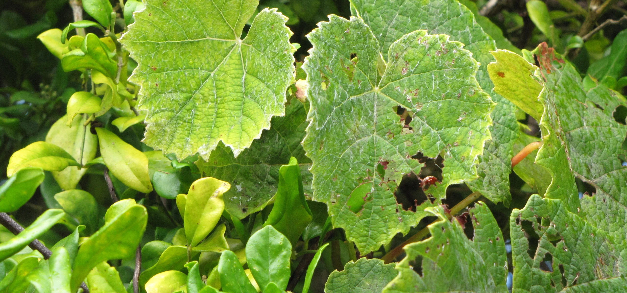 Common Grapevine