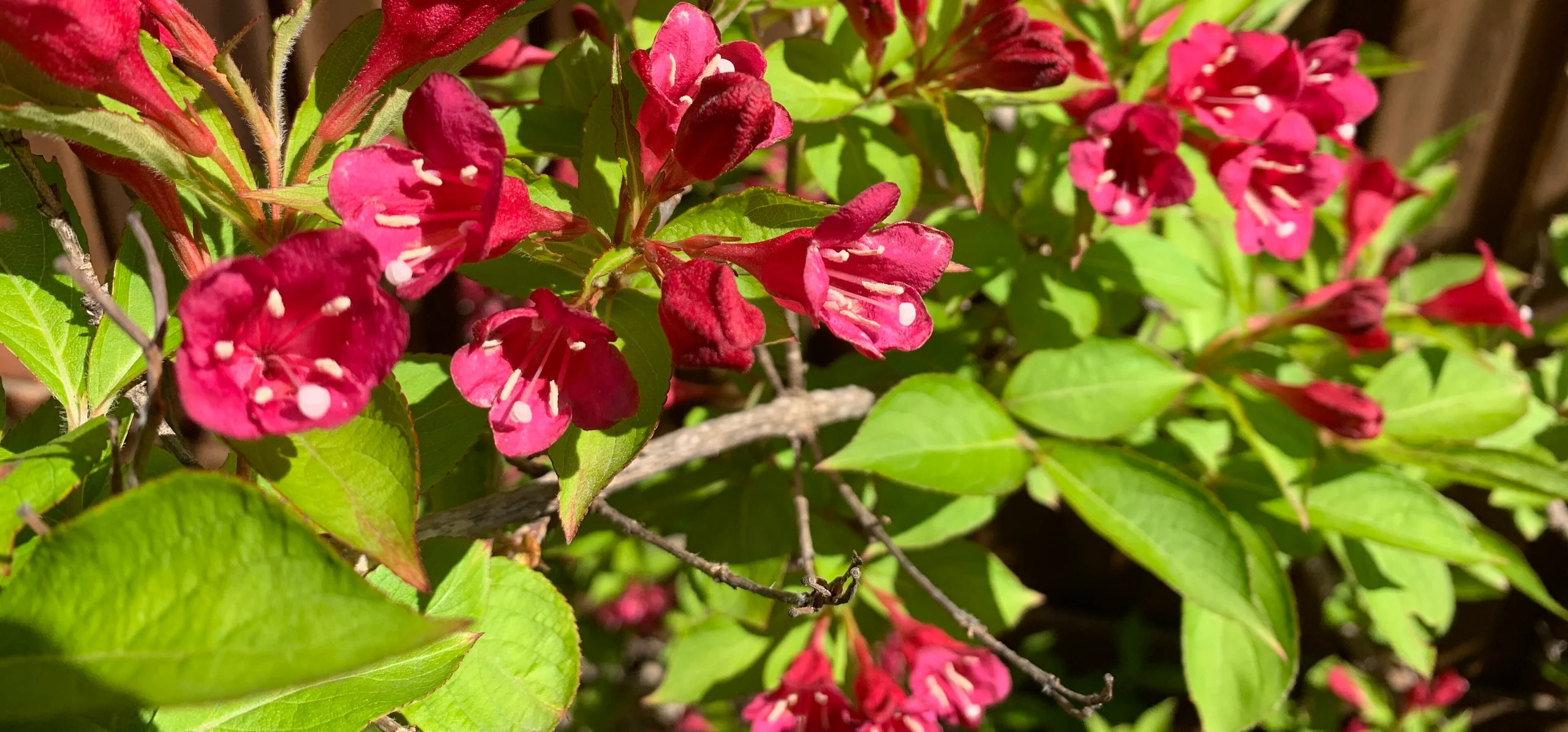 Weigela