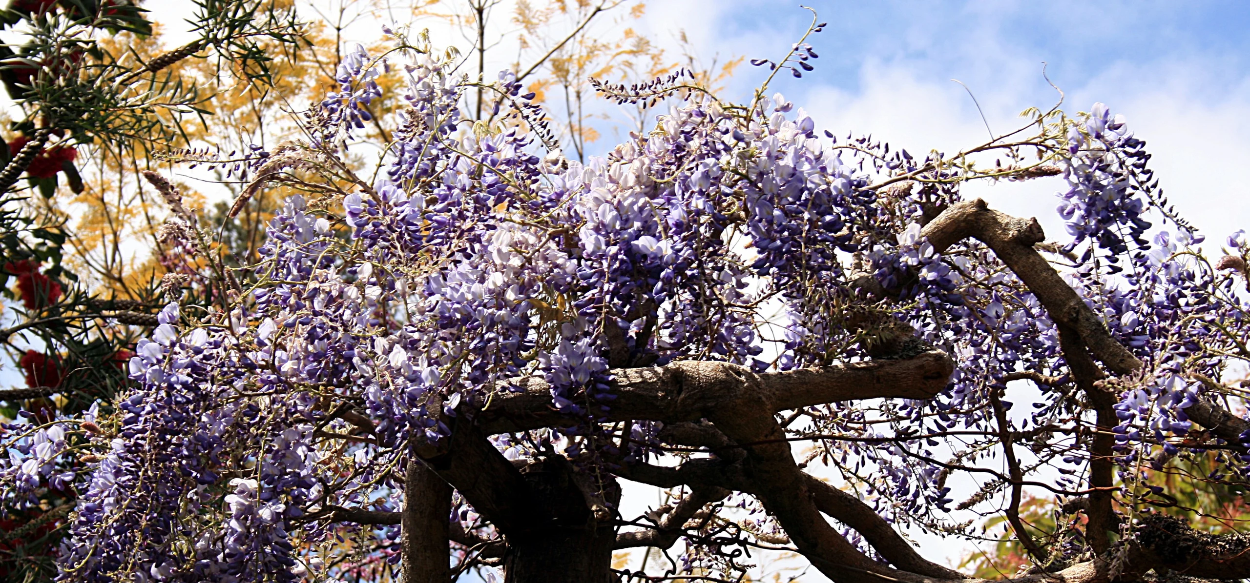 Chinese Wisteria