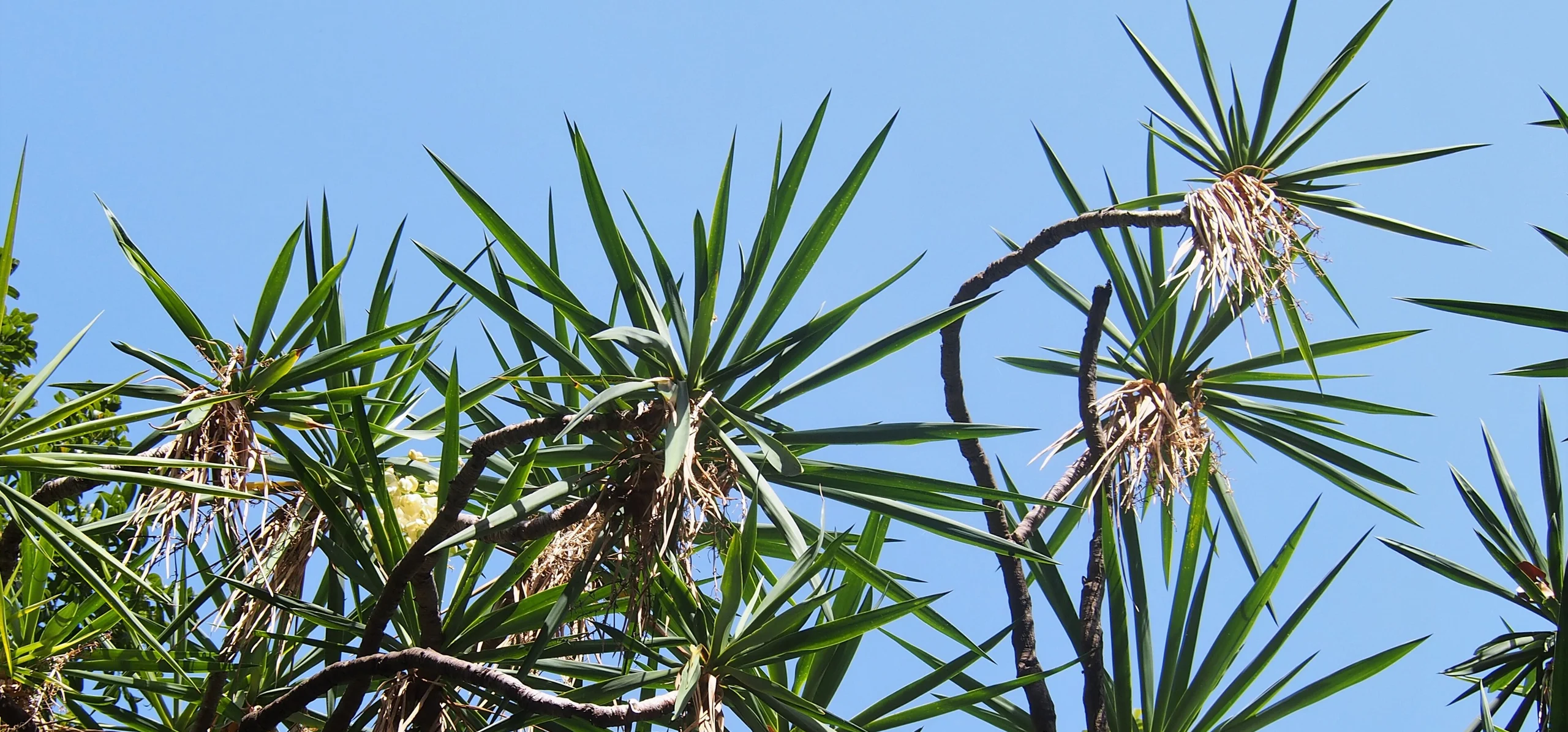 Spineless Yucca